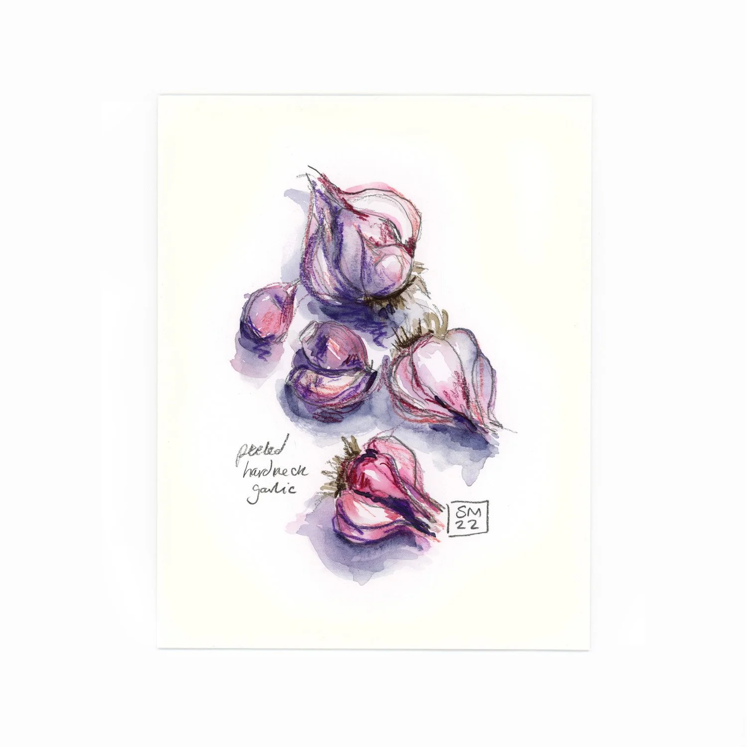 Watercolor illustration of pink and purple kedl garlic bulbs