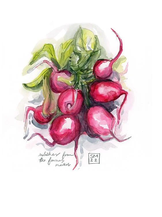Radish Sketch