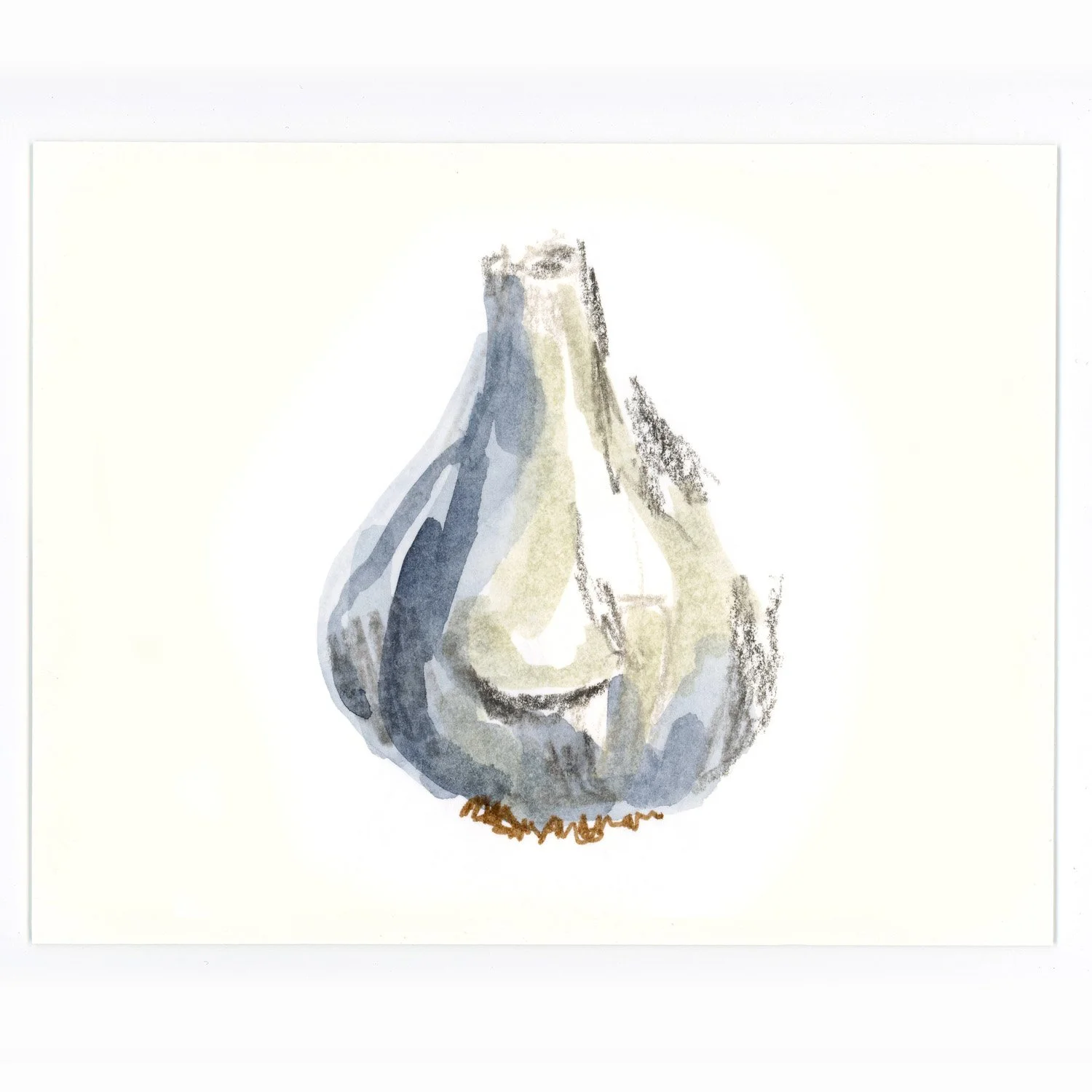 Watercolor sketch of garlic