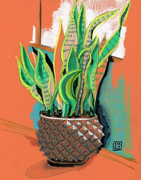 Snake Plant