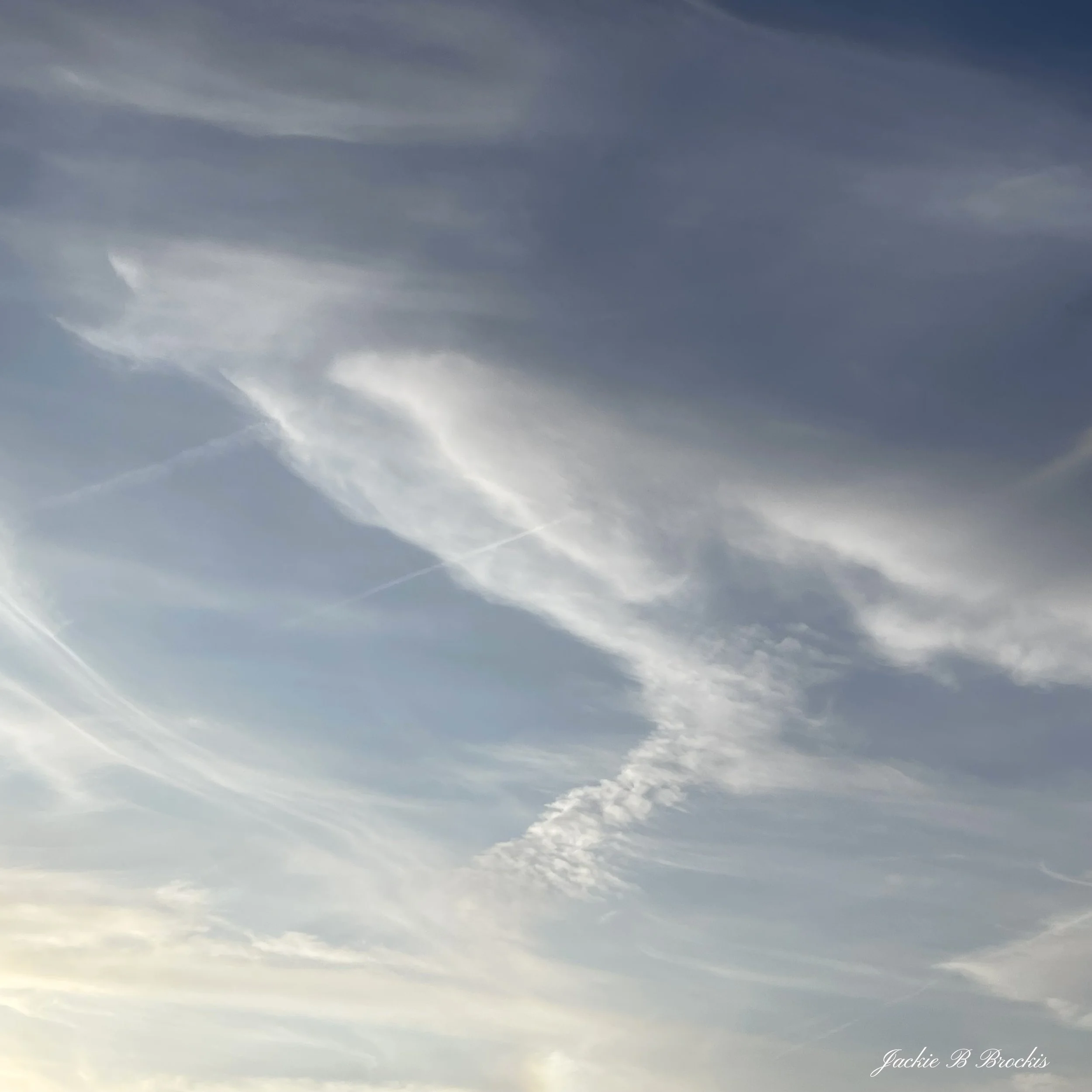 Clouds_Animals & Plants_Bird of Prey.jpg