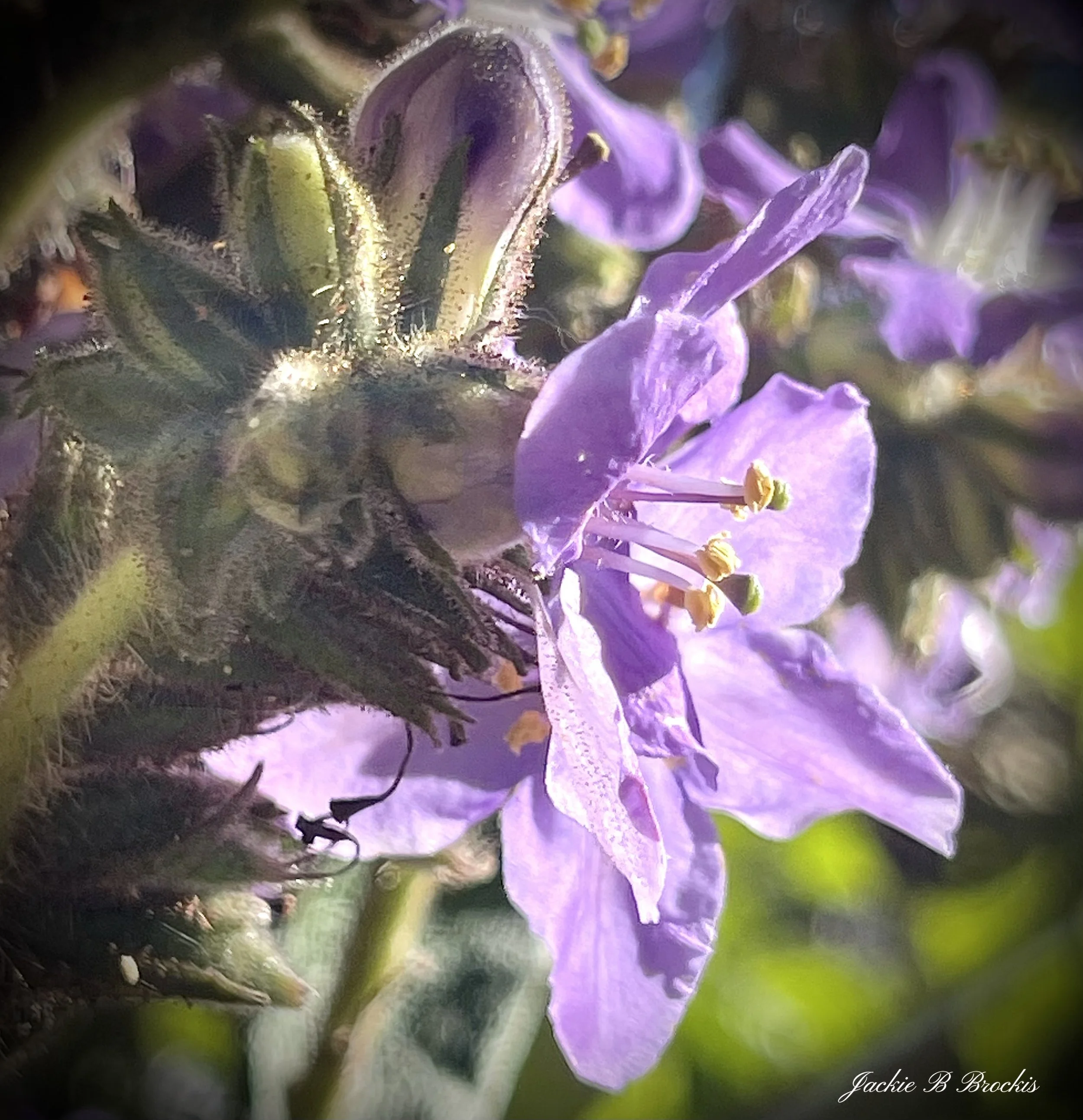 IMG_5246.jpeg