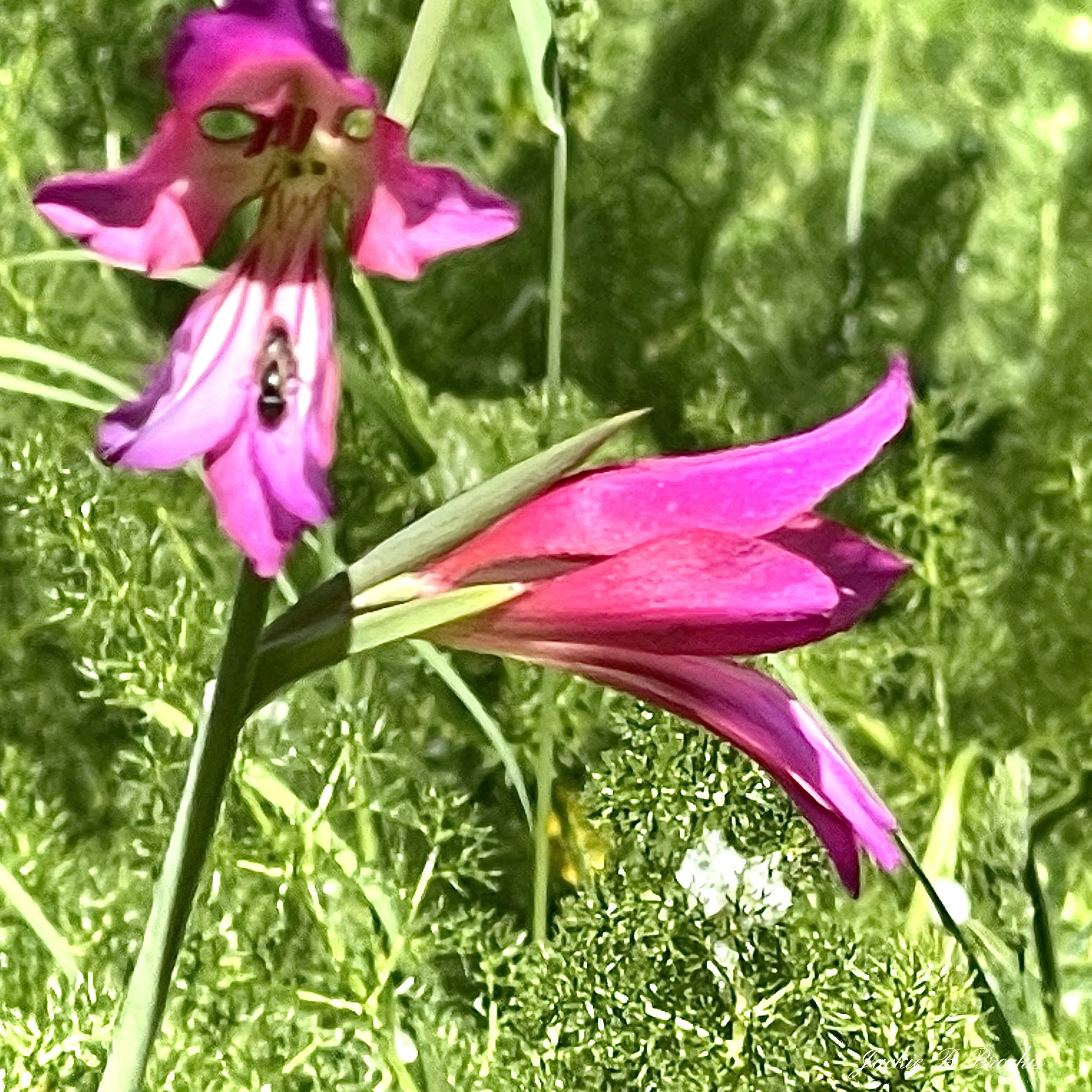 7_PinkFlower.jpeg
