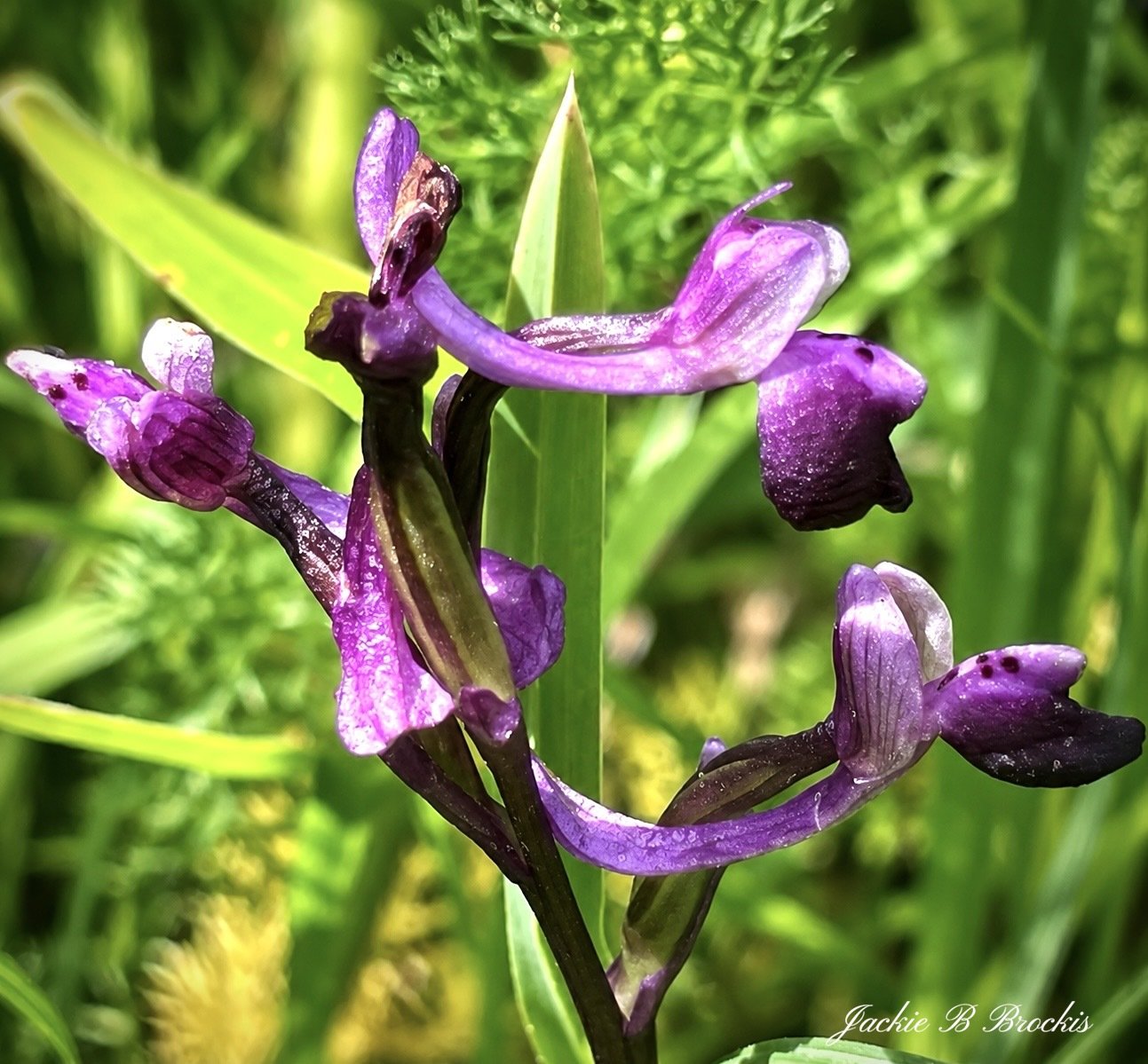 1B81E276-E79A-4332-AEEA-A5C71844BF72.jpeg