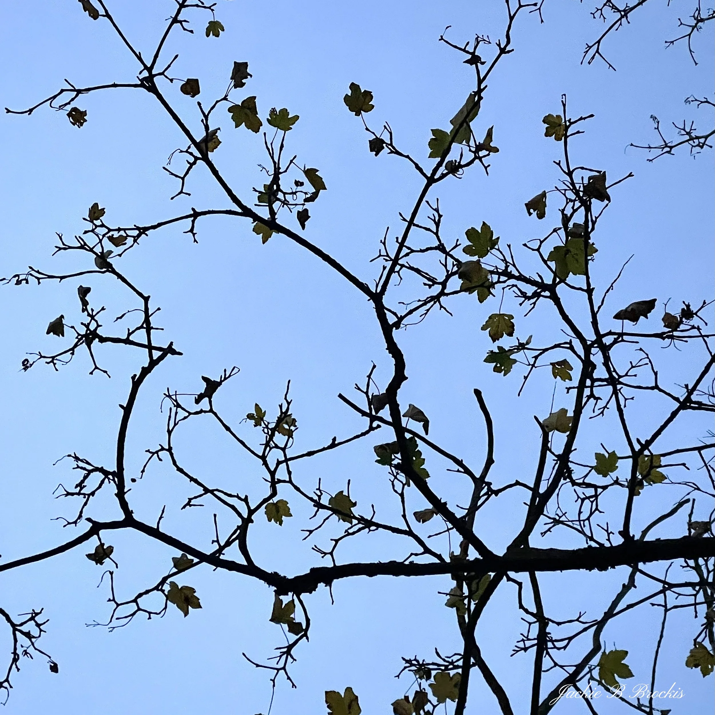 IMG_1706 - square.jpeg
