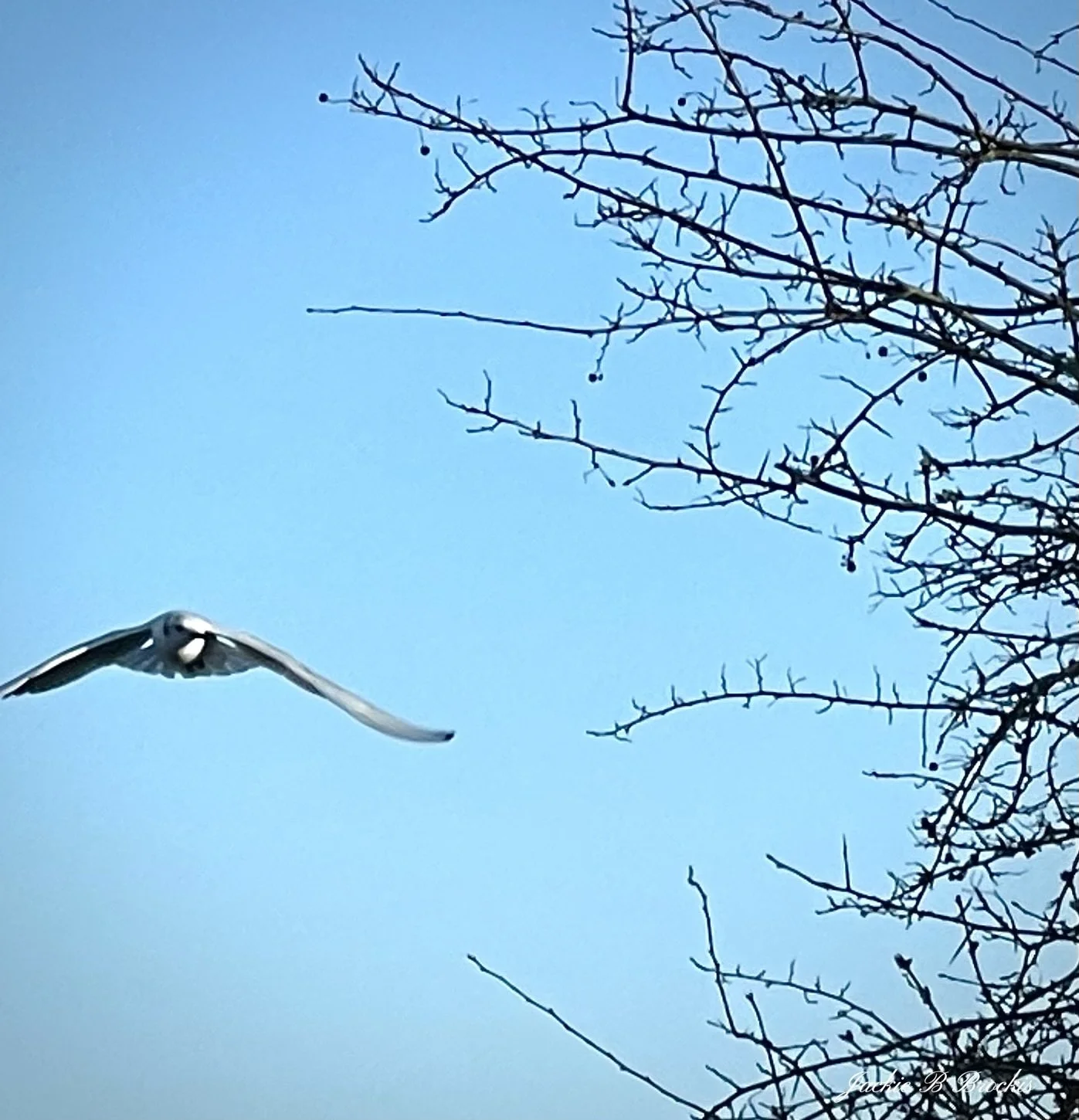 IMG_6725.jpeg
