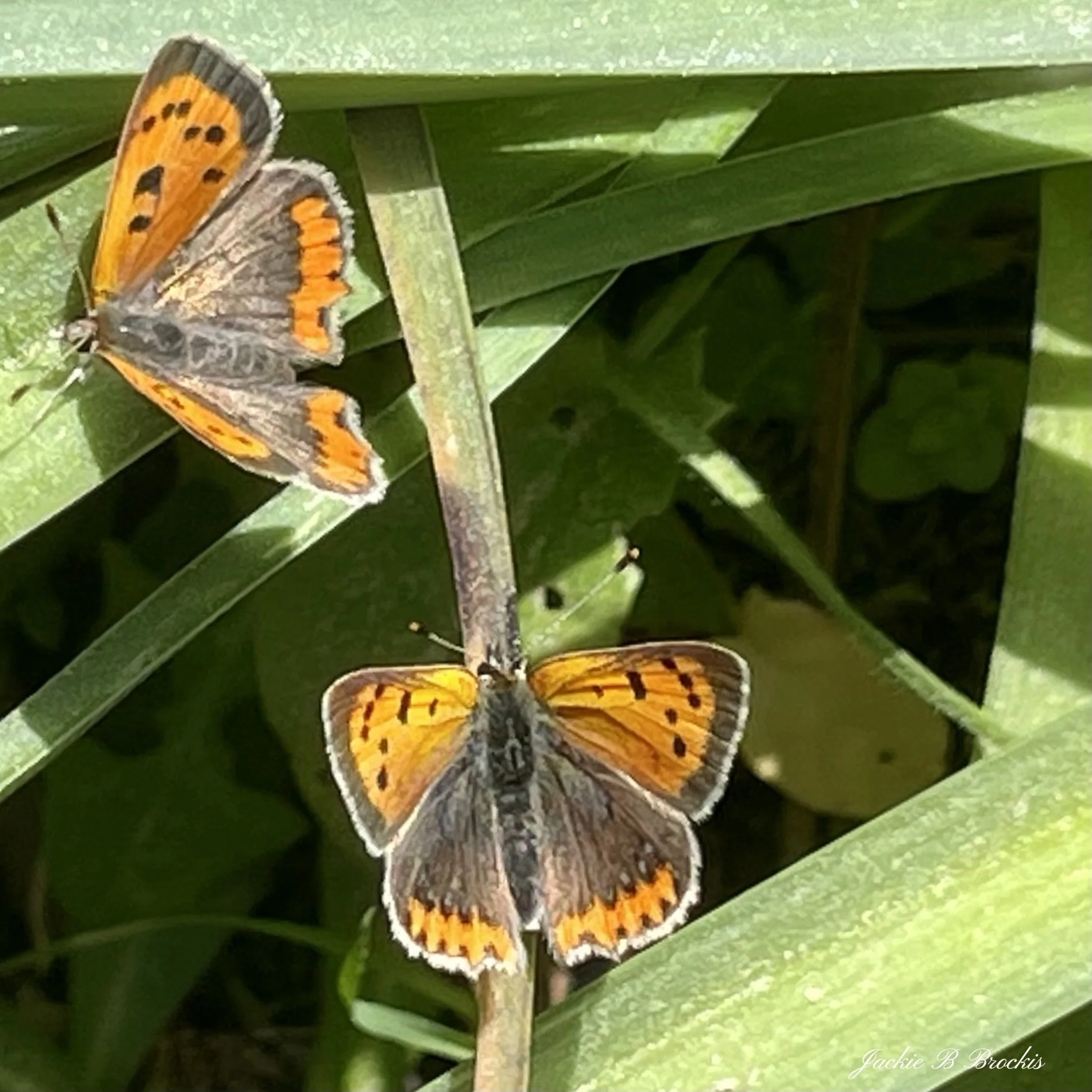 11_Butterflies.jpg