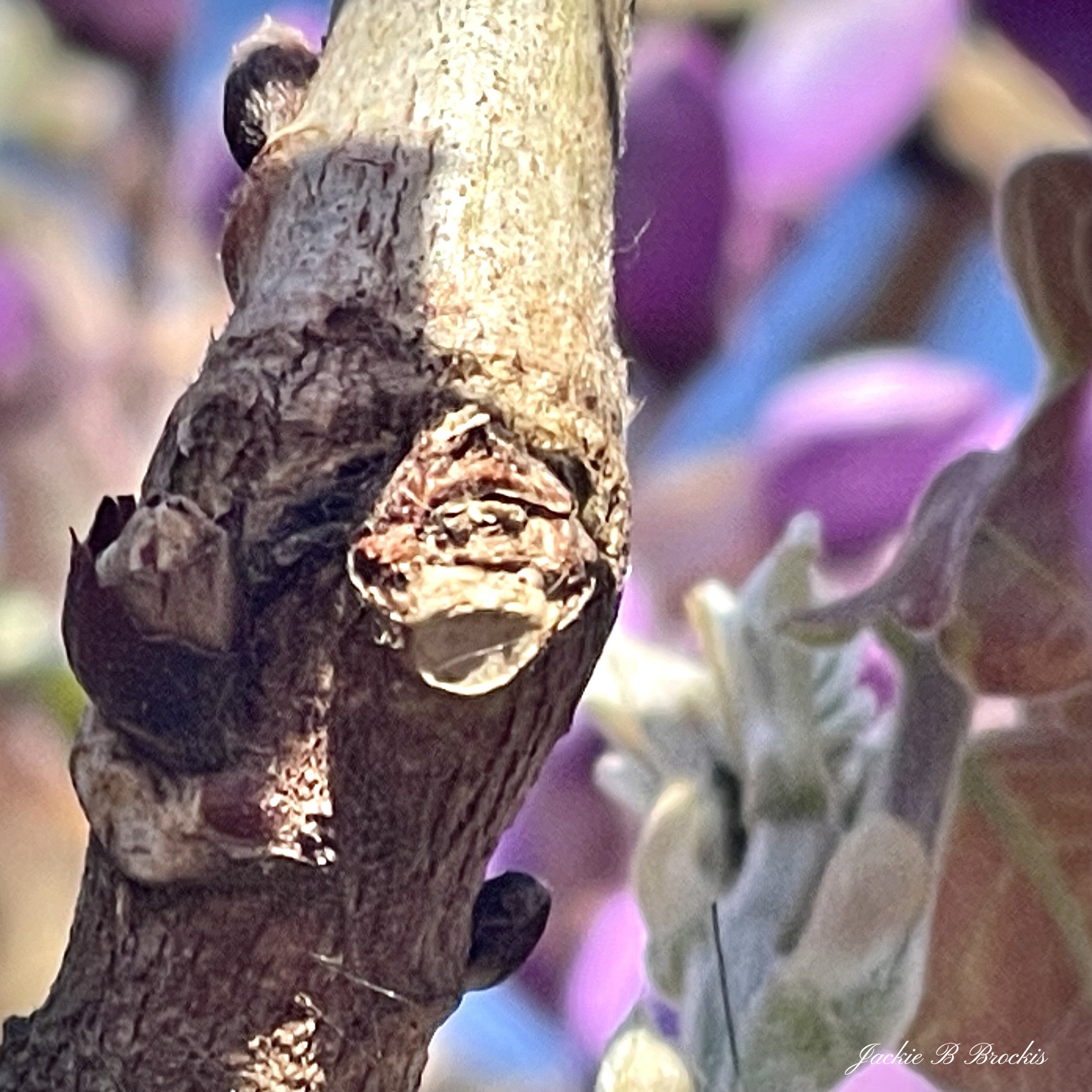 IMG_4770.jpeg
