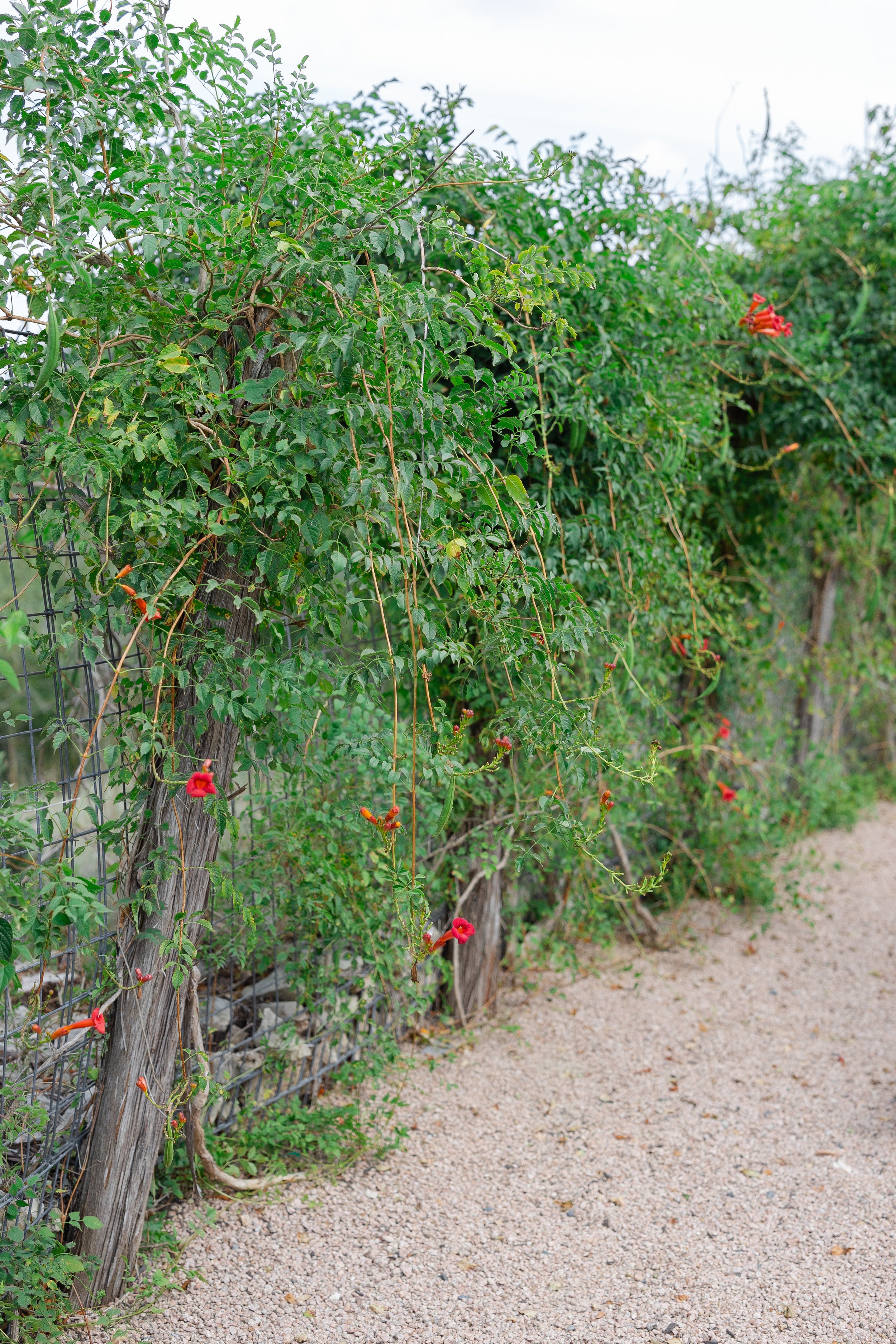 Christy's Garden