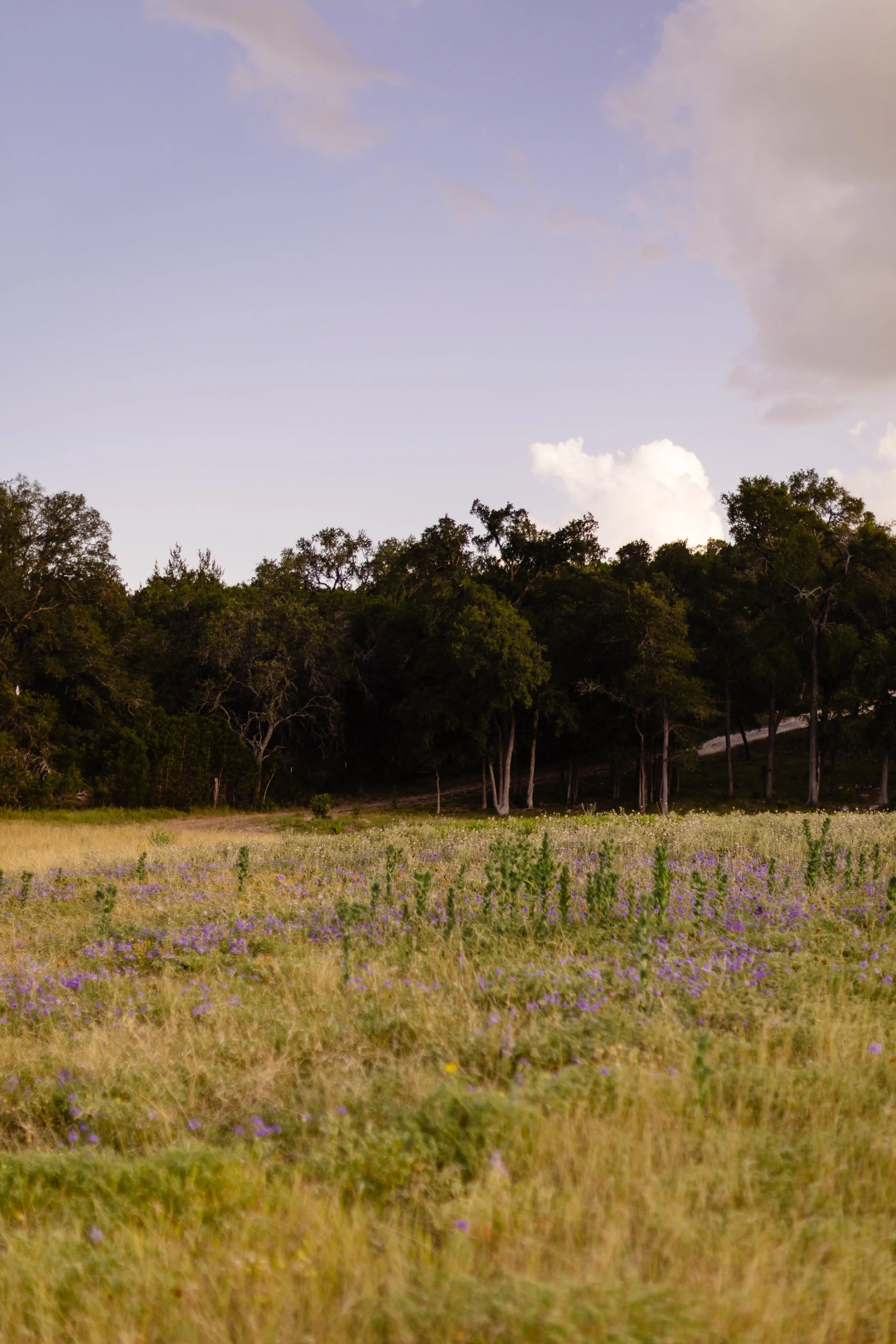 The Pasture