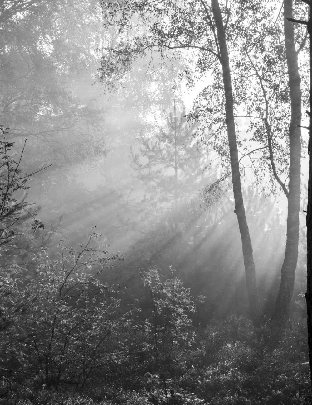 Sunlight streaming through a foggy forest with tall trees and dense underbrush.