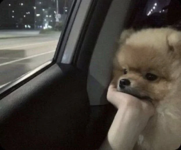 A small fluffy dog, possibly a Pomeranian, sitting inside a vehicle with its head resting on a person's hand, looking out the window at night.