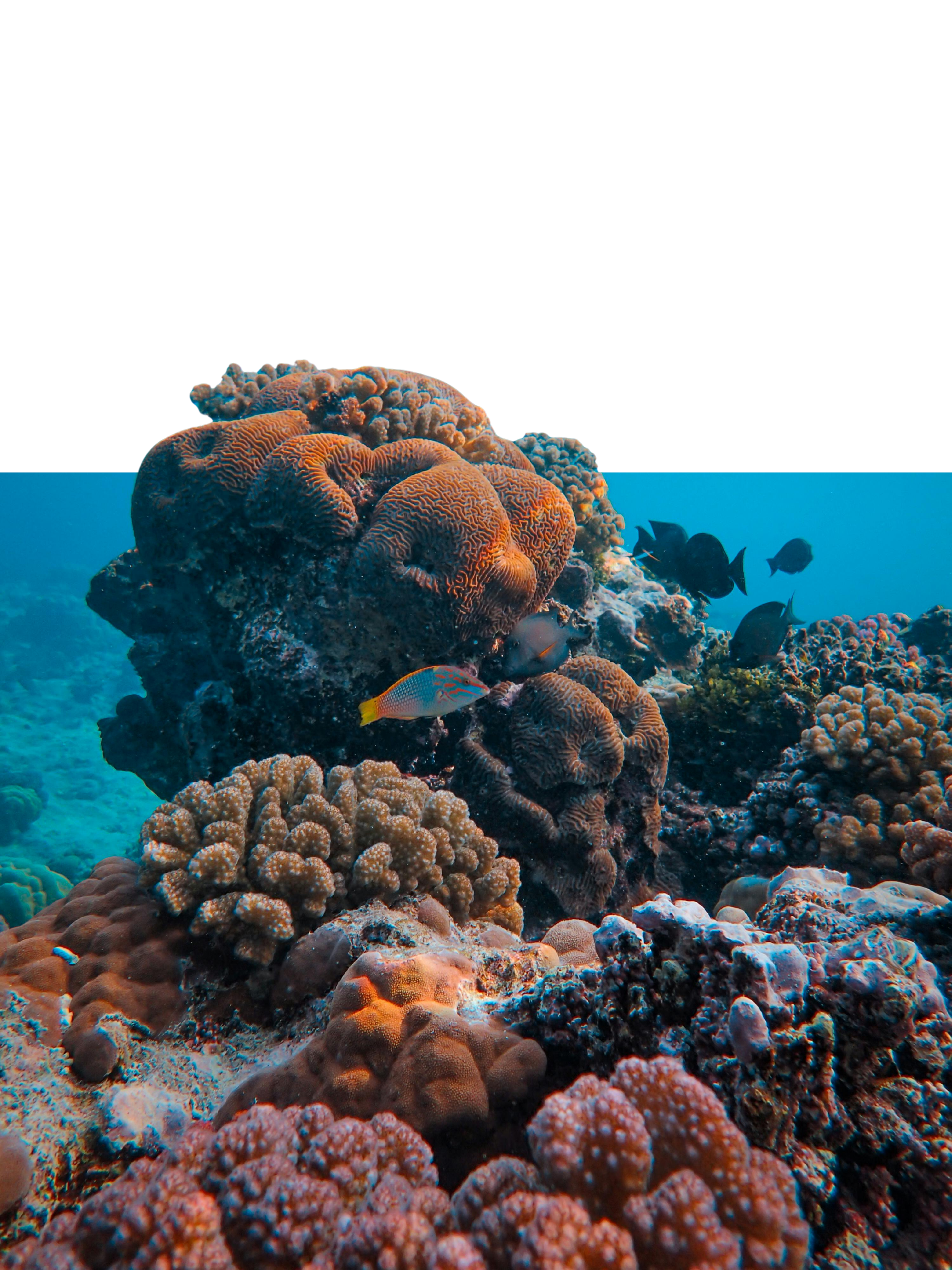 Buntes Korallenriff mit tropischen Fischen in klarem blauem Wasser unter der Meeresoberfläche.