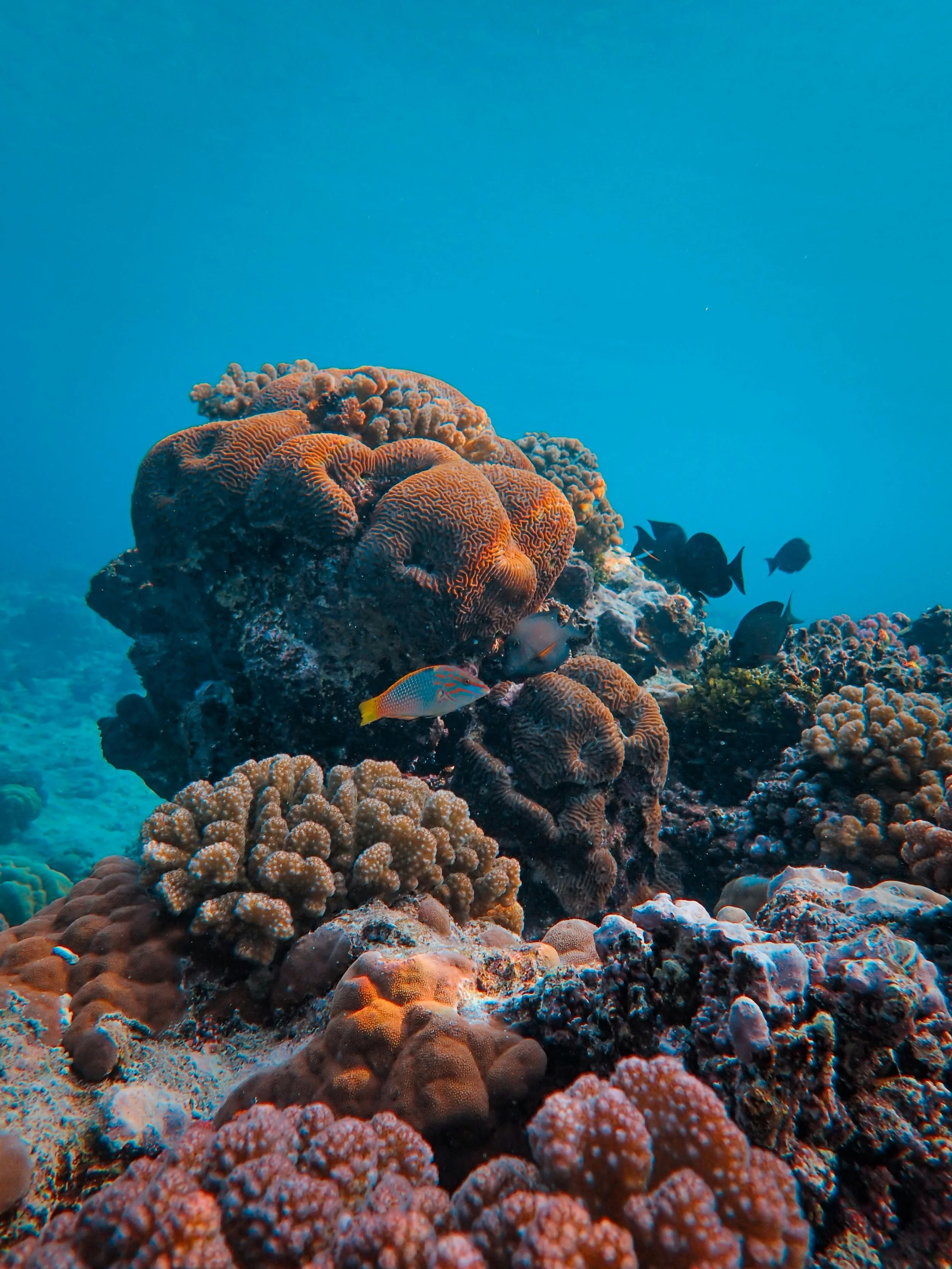 Buntes Korallenriff mit Fischen