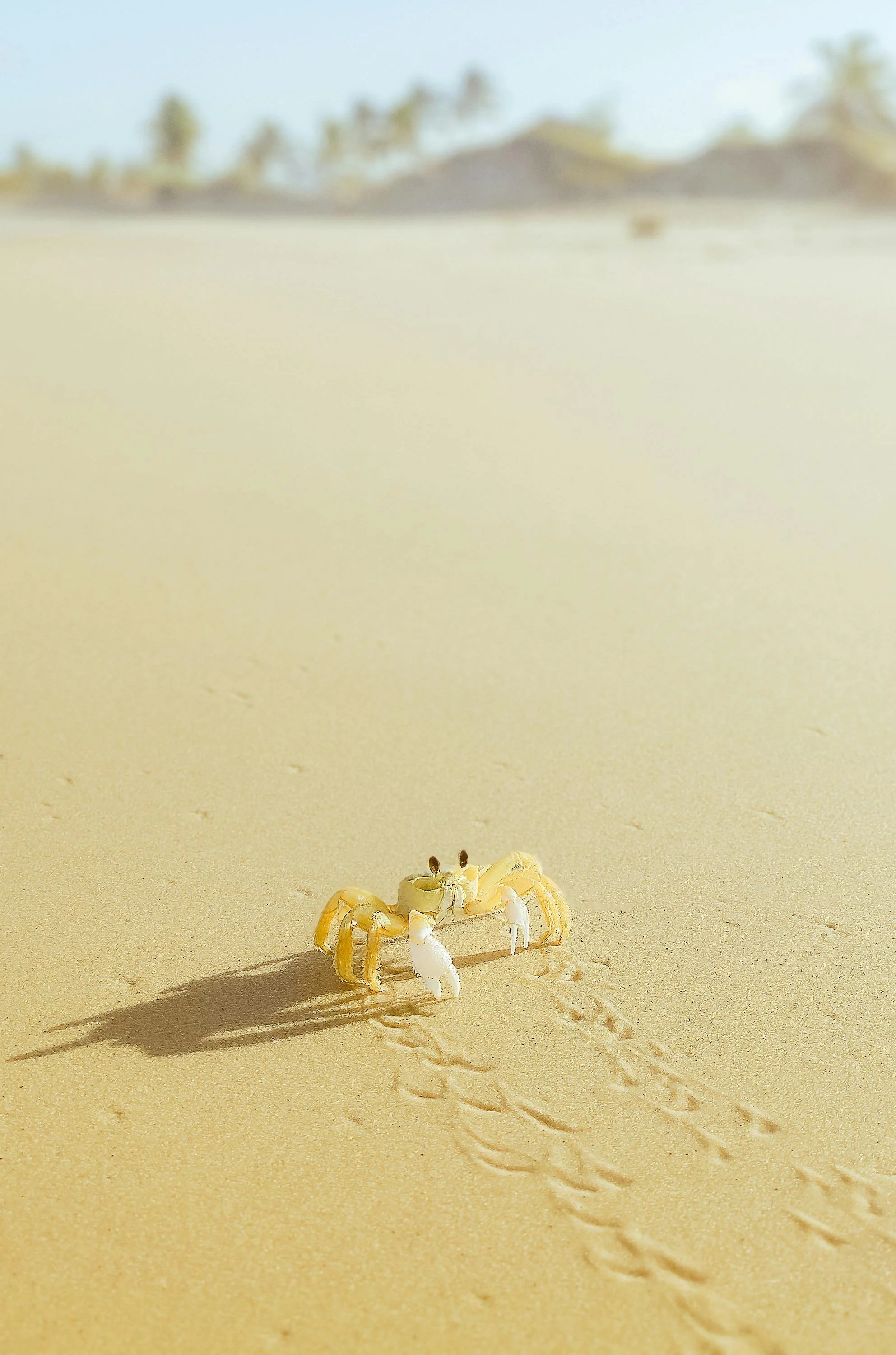 Buchankündigung ‚Holy Crab‘ mit Krabbe auf Sand und Hinweis ‚Coming Soon‘.