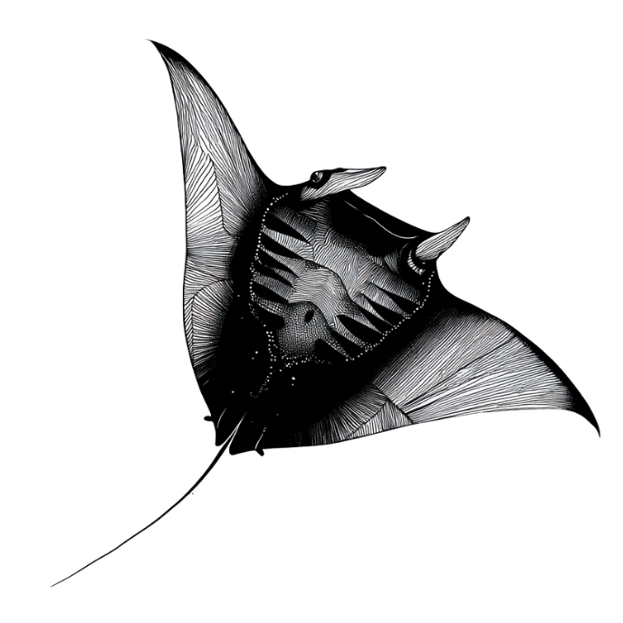 Minimalistische Schwarzweiß-Illustration eines Mantarochens mit feinen Linienstrukturen auf hellem Hintergrund.