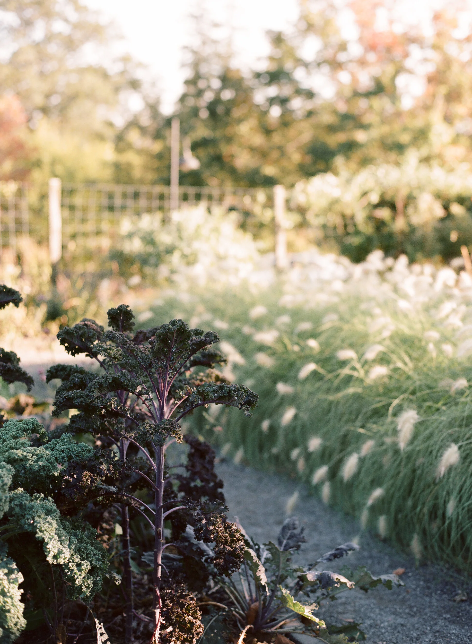 blue-hill-at-stone-barns-wedding_24.JPG