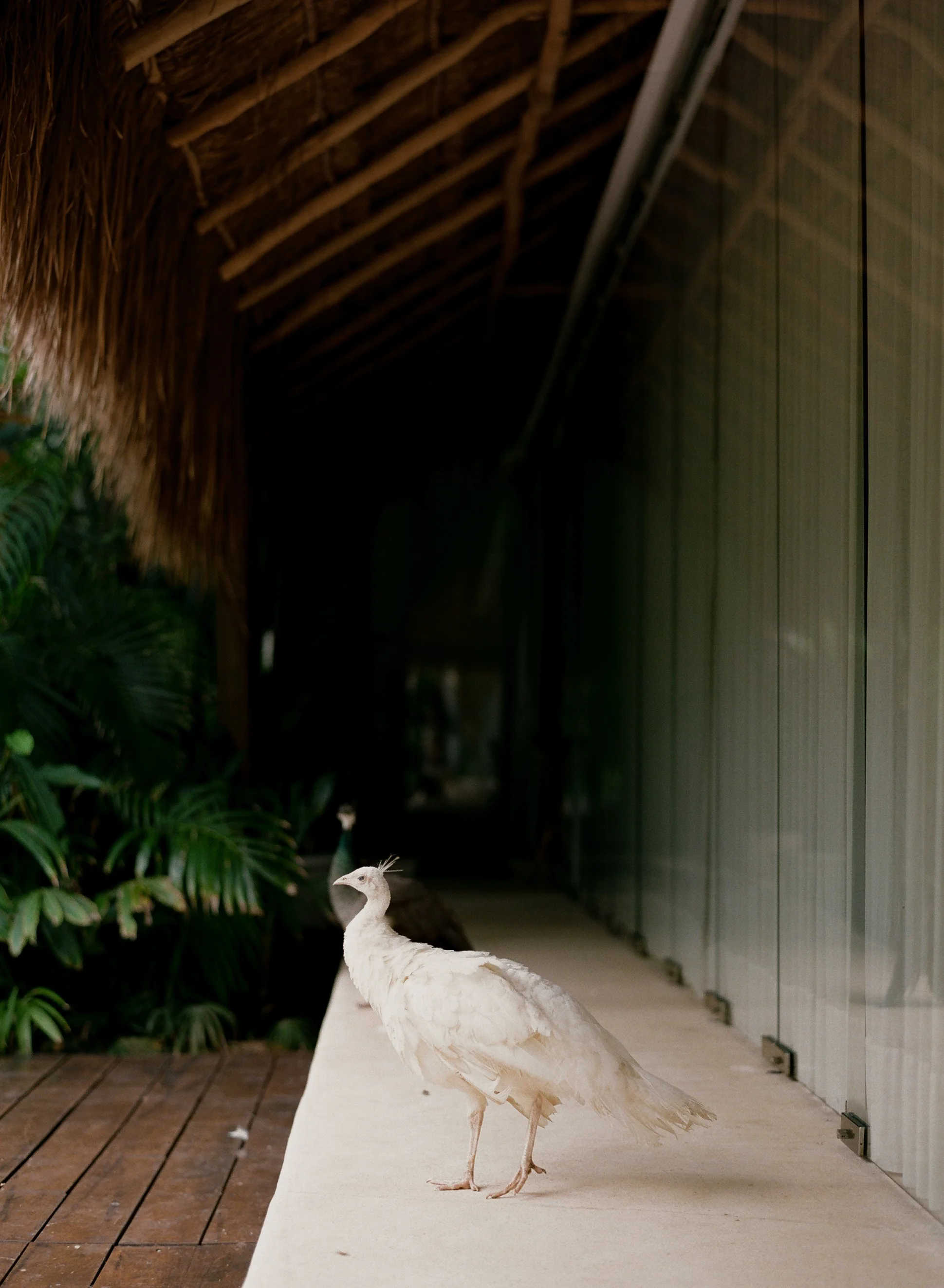 hotel esencia wedding