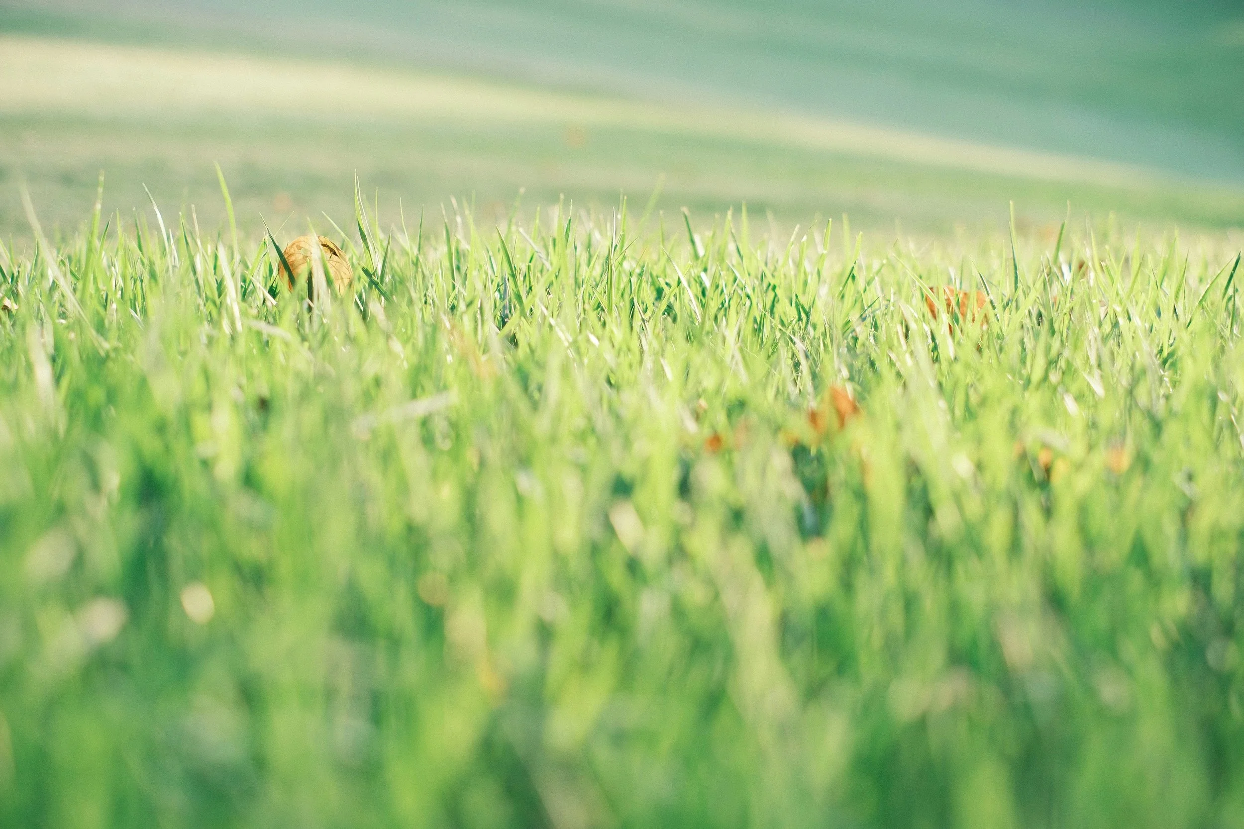 Close-up of green grass with some brown leaves scattered on it, out of focus background.