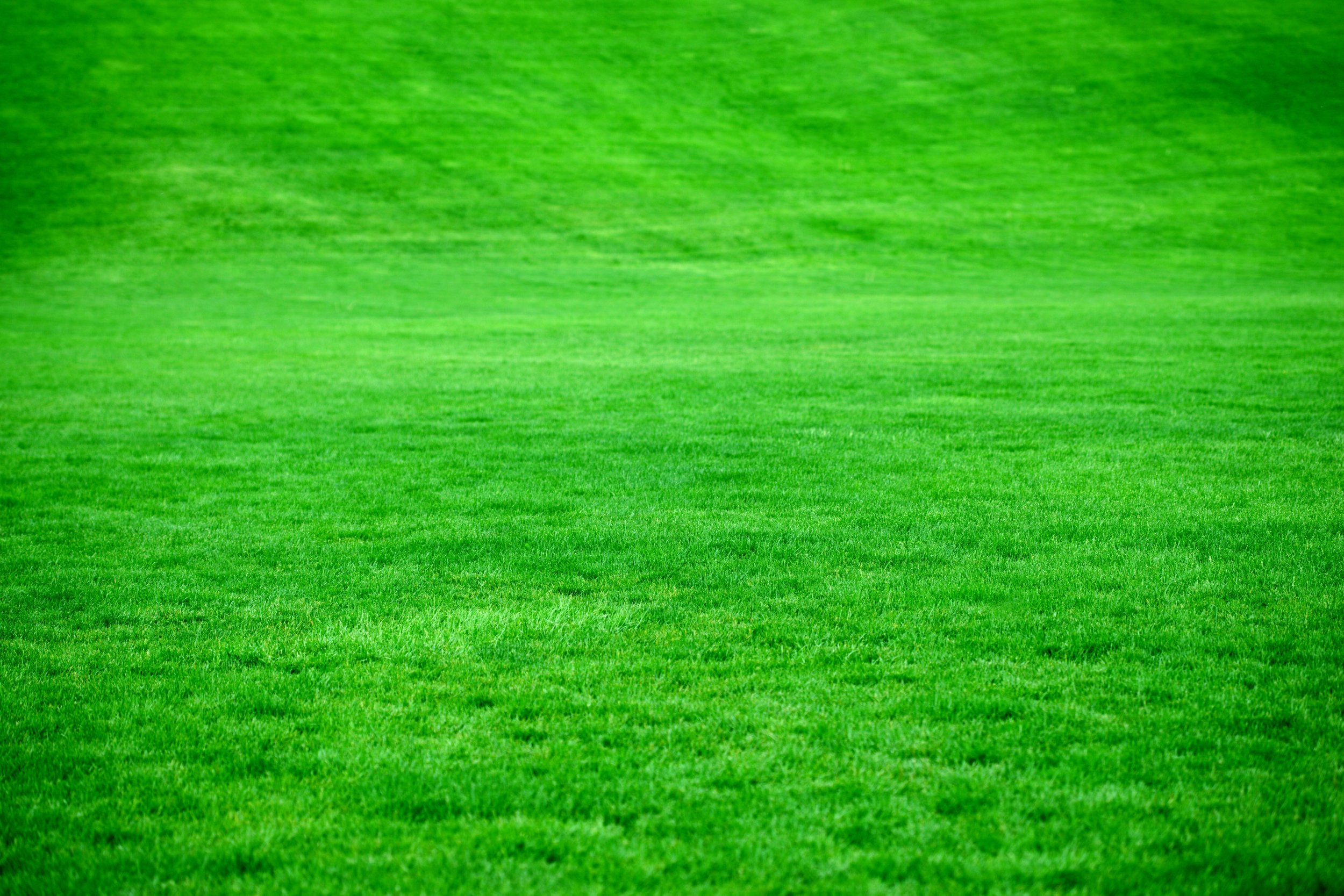 Green grass field with uniformly trimmed blades.