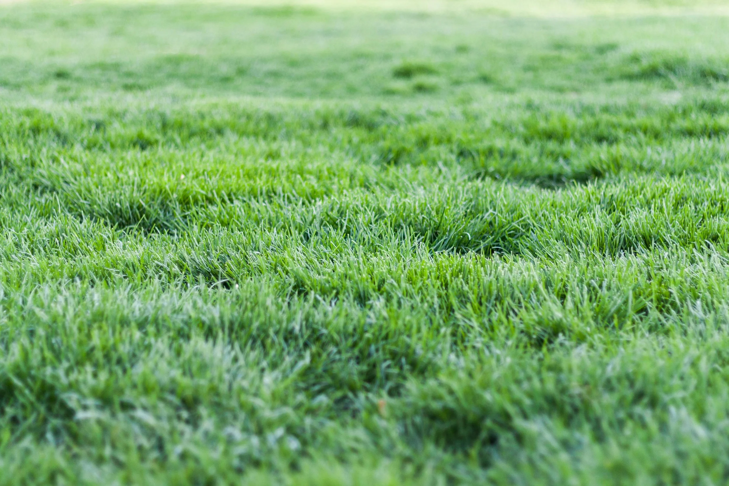 Close-up of a lush, green grassy lawn with some uneven patches.