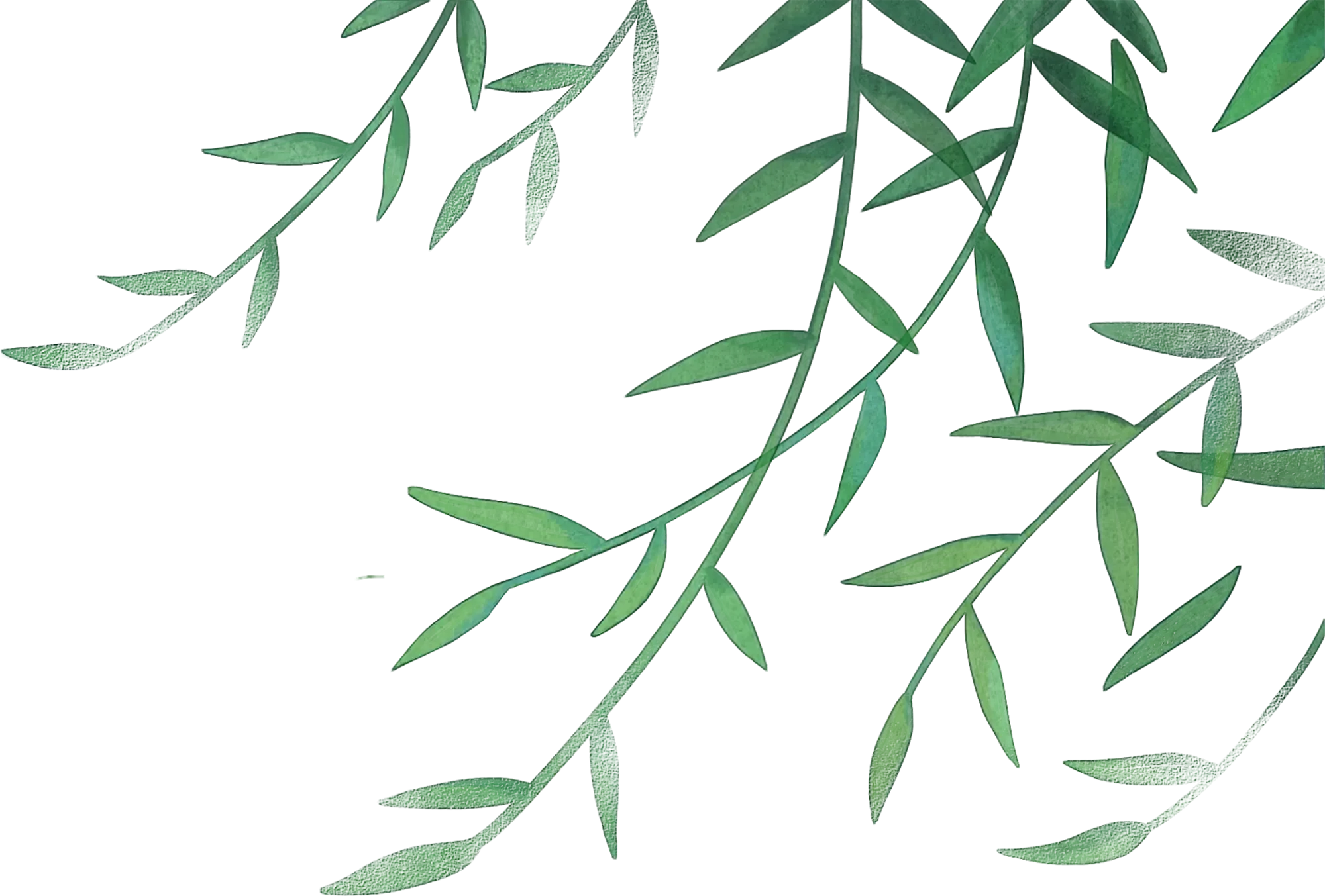 Illustration of green leaves and stems.