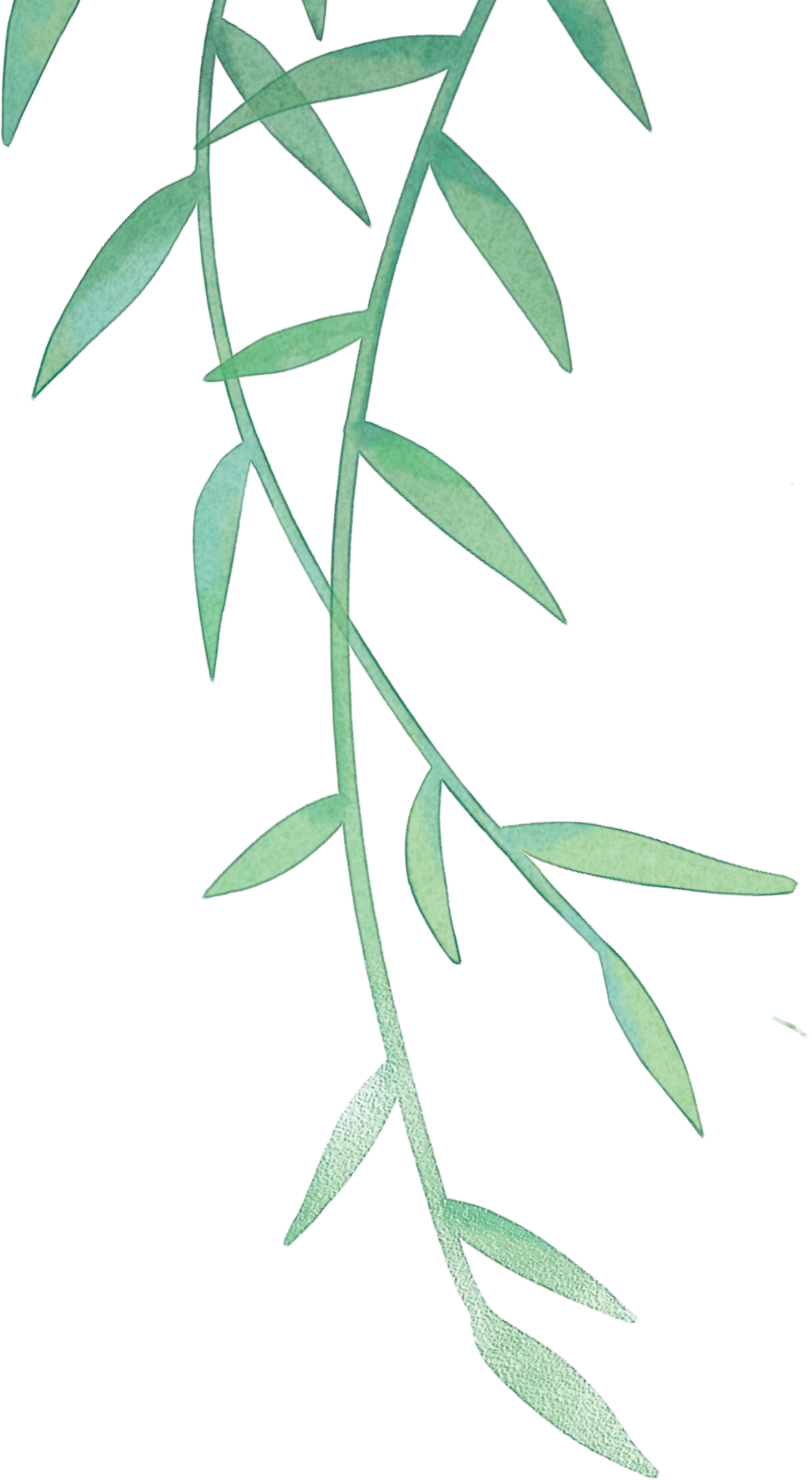 A green leafy plant stem with long, slender leaves.