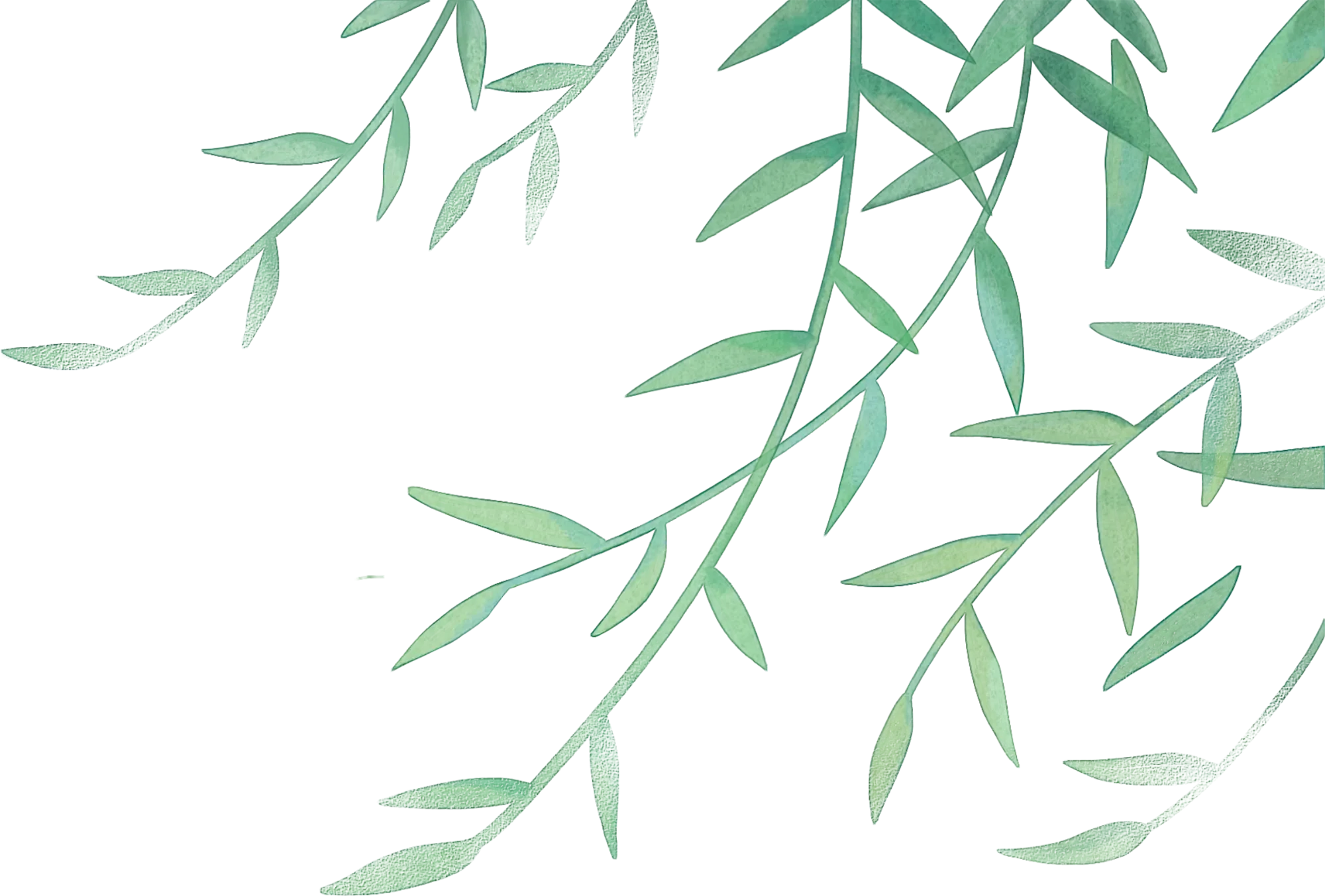 Illustration of green, elongated leaves and thin branches on a light blue background.