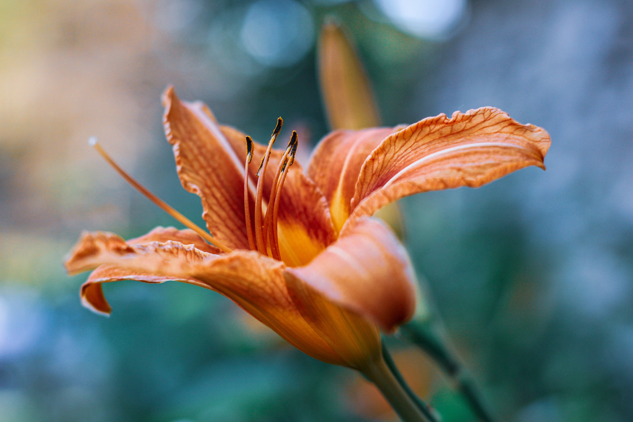 Close-up of an orange lily flower with ruffled petals and prominent stamens, blurred green and blue background.