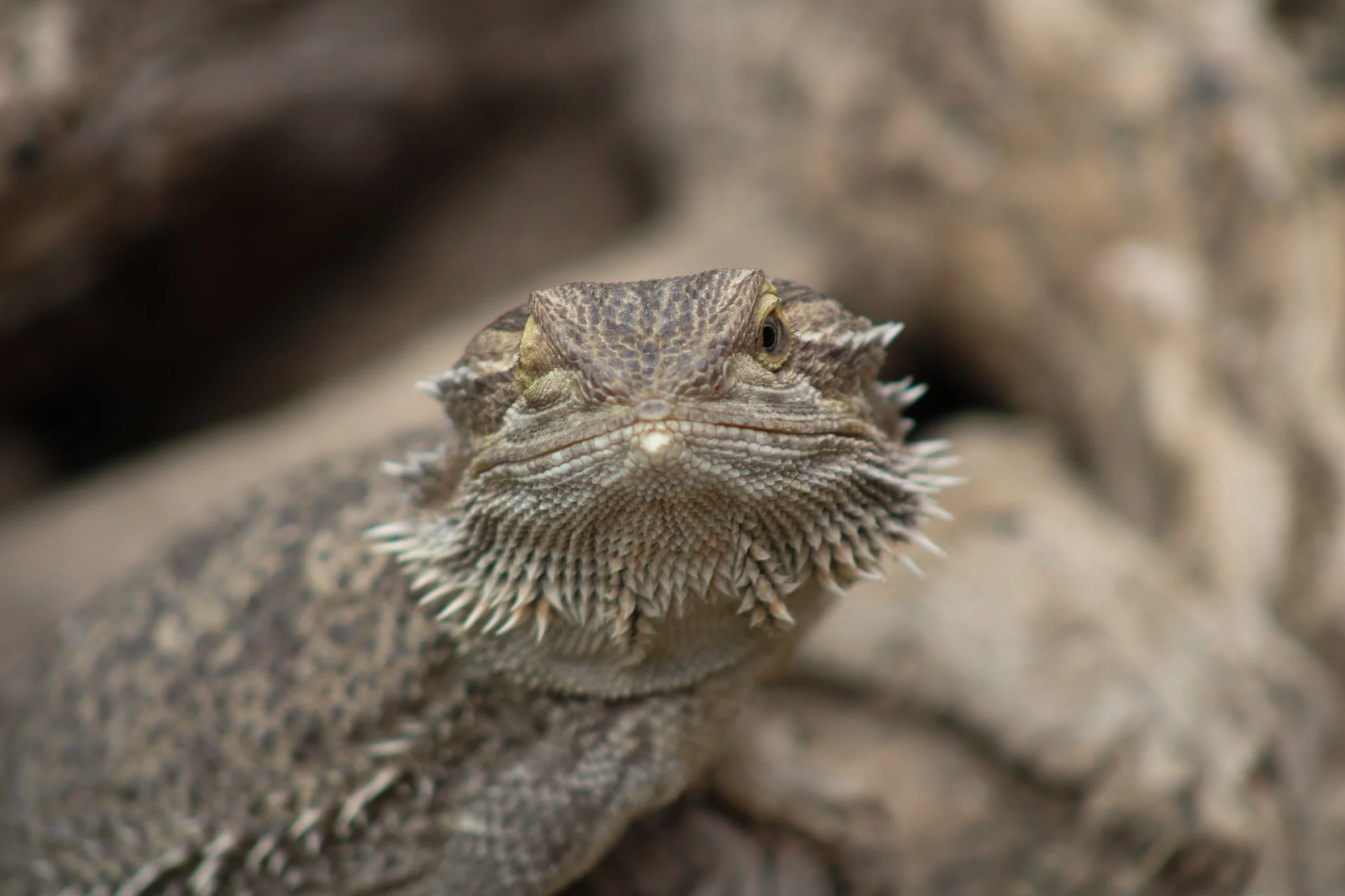 zoo field trip 3.31_0131.jpg