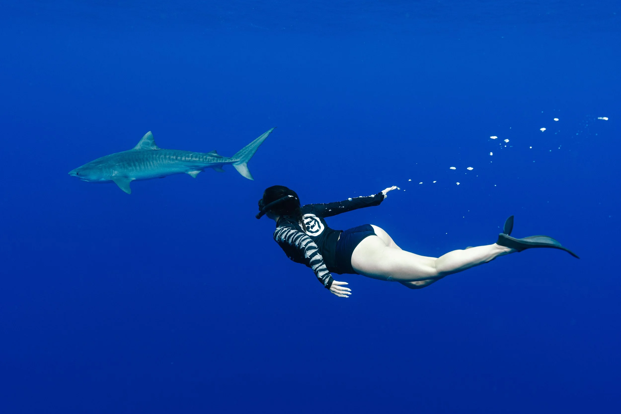 Happy Shark Week!