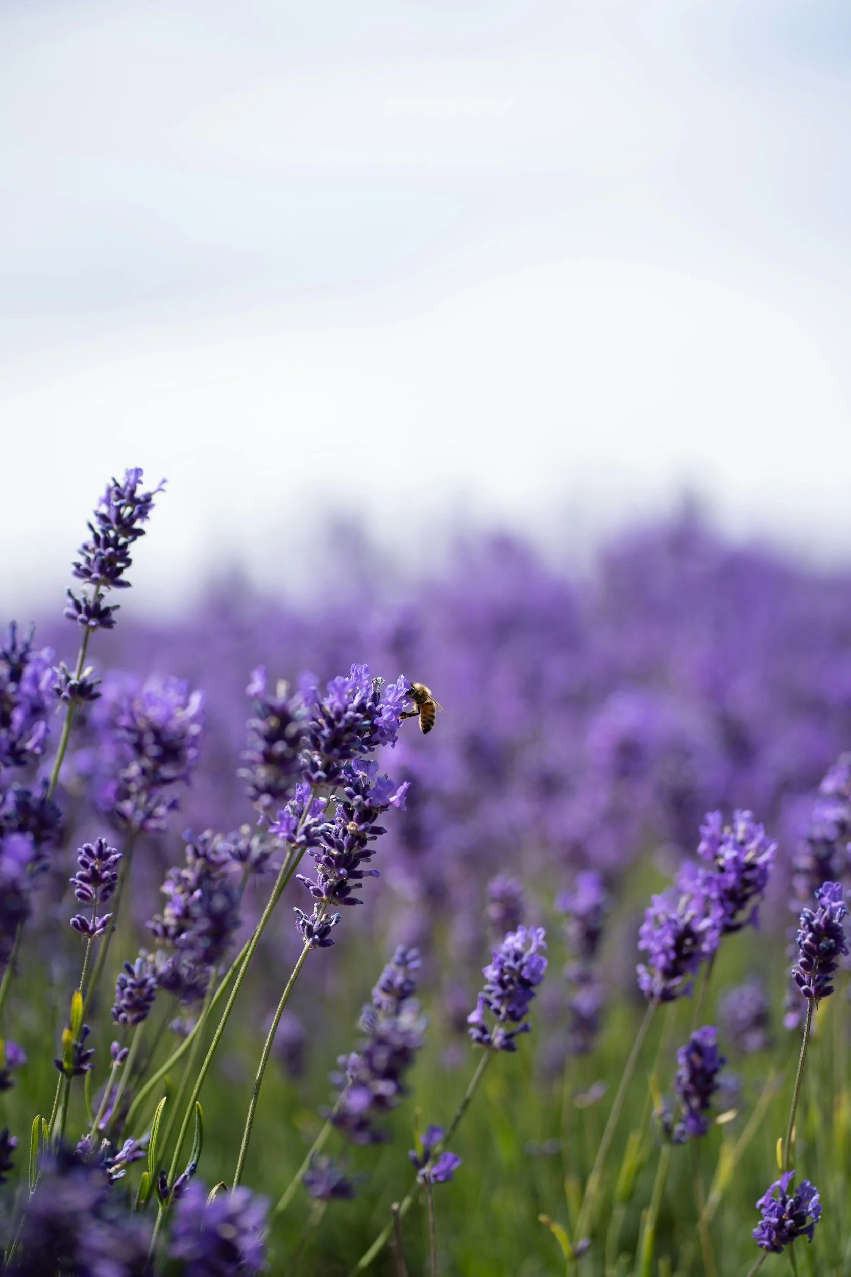 Close-up of purple lavender flowers with a bee collecting nectar, blurred background of more lavender, sky