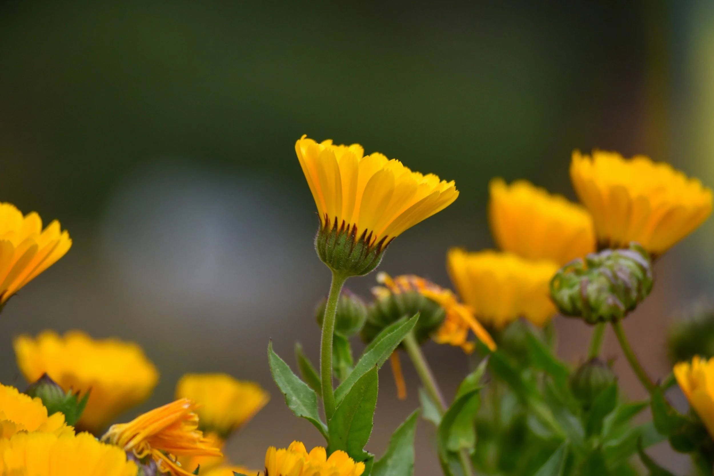 Close-up of a yellow flower with green leaves and a blurred background.