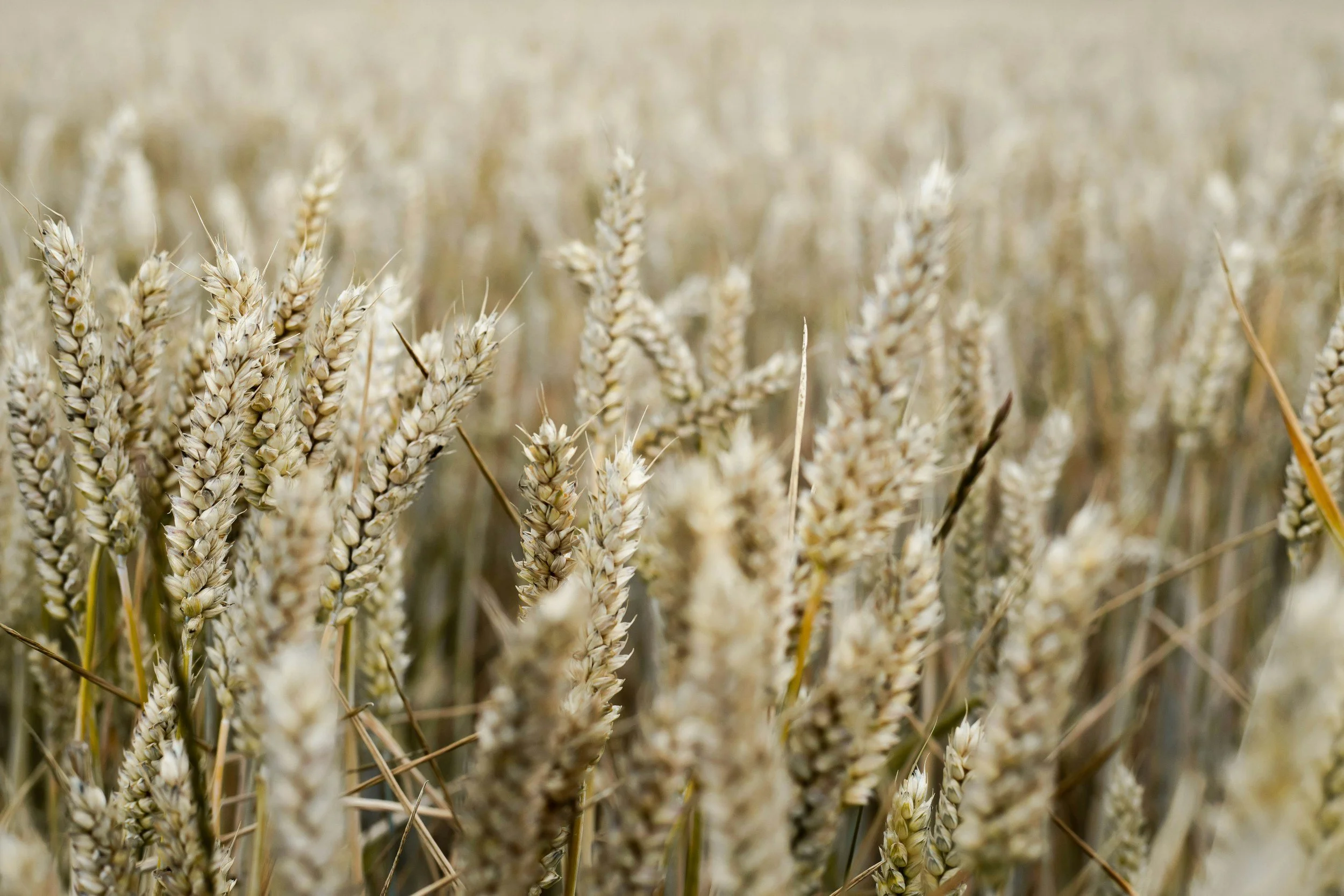 A close-up view of wheat stalks in a wheat field.