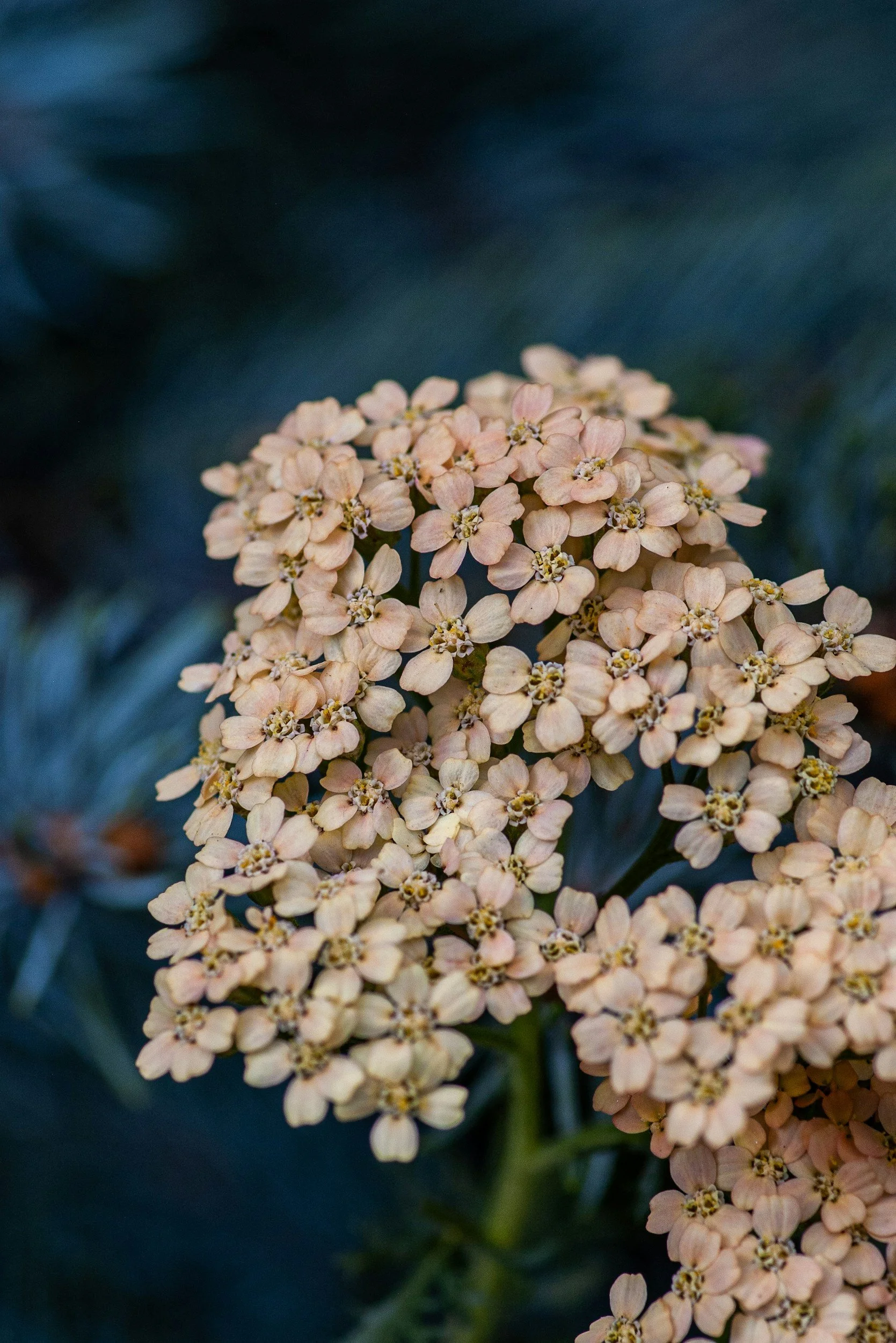 Close-up of pale pink flowering plant with clustered tiny flowers and dark green leaves in the background.
