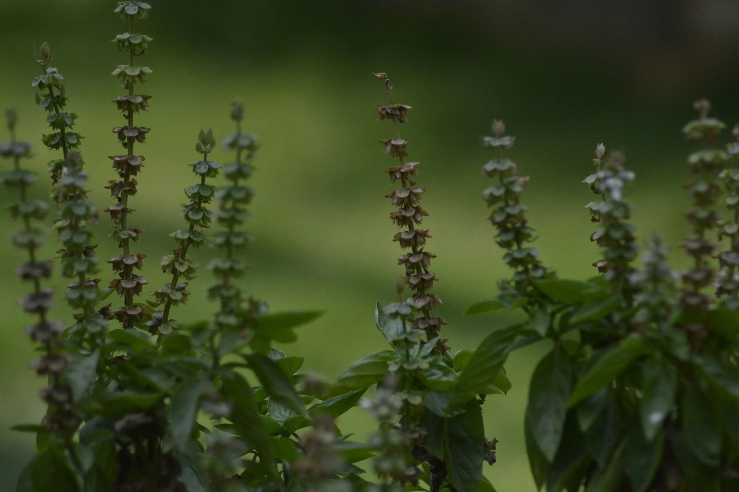 Close-up of basil plants with small green leaves and tiny purple and white flowers, in a garden setting.