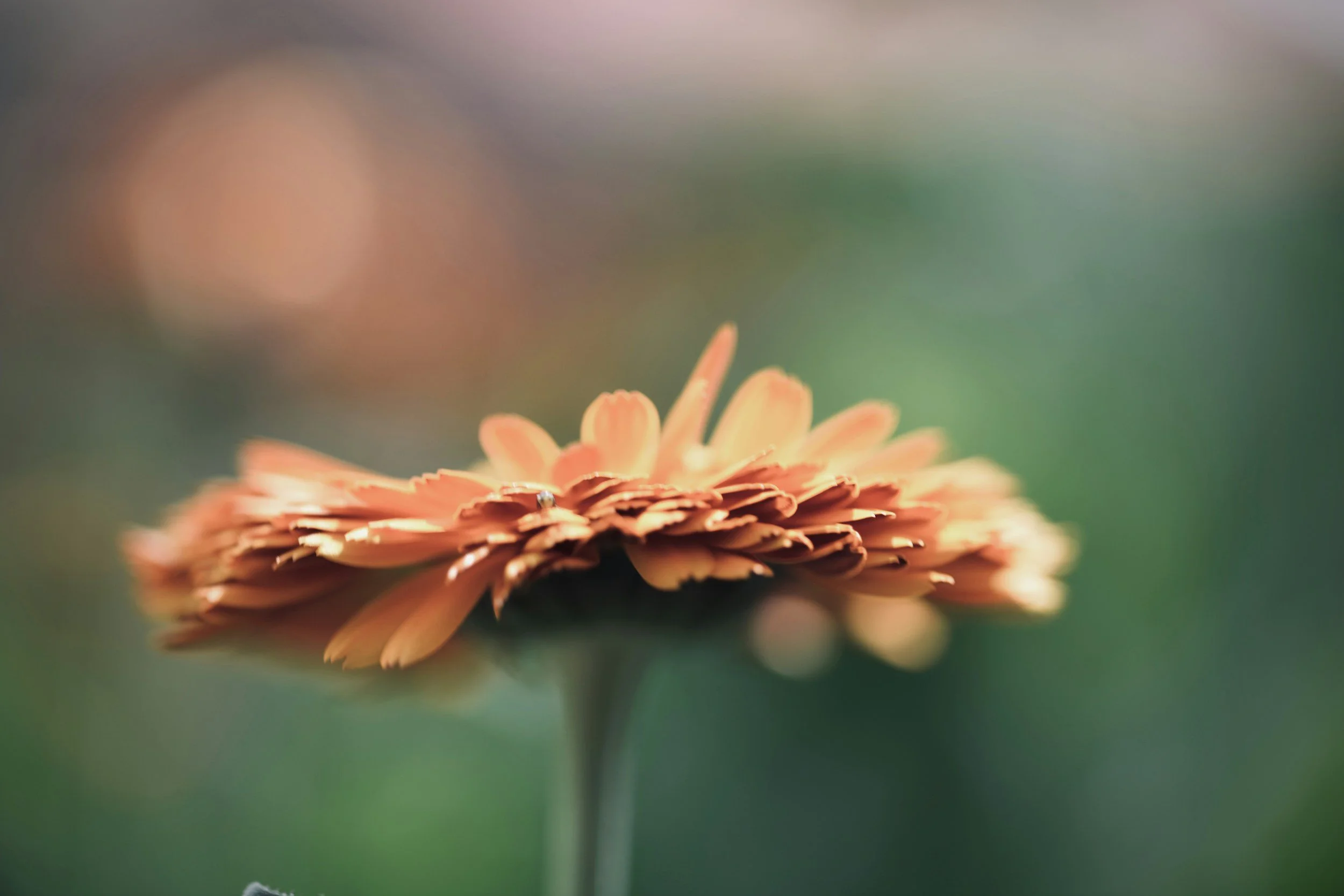 Close-up of a peach-colored flower with layered petals against a blurred green background.