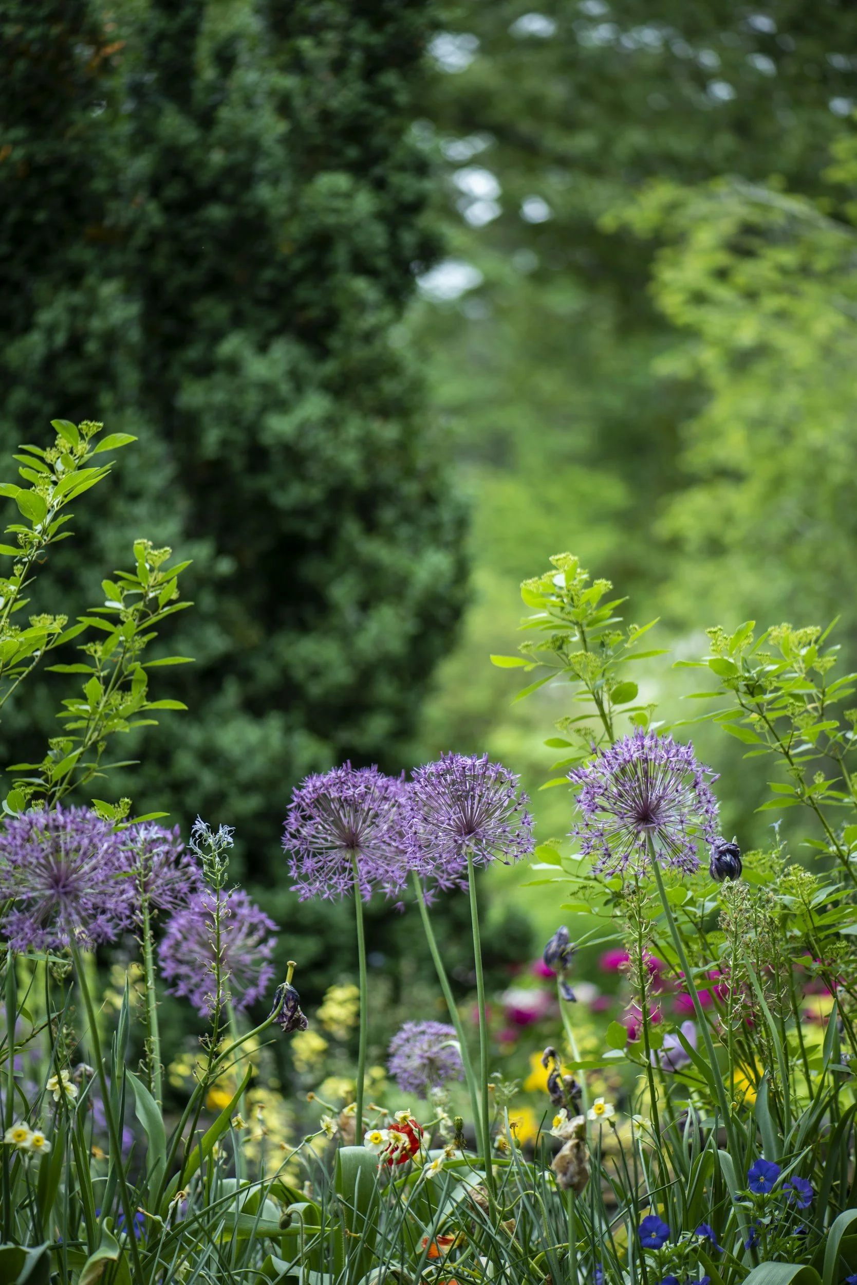 A garden scene with purple allium flowers, green foliage, and various smaller colorful flowers, with a blurred background of trees and greenery.