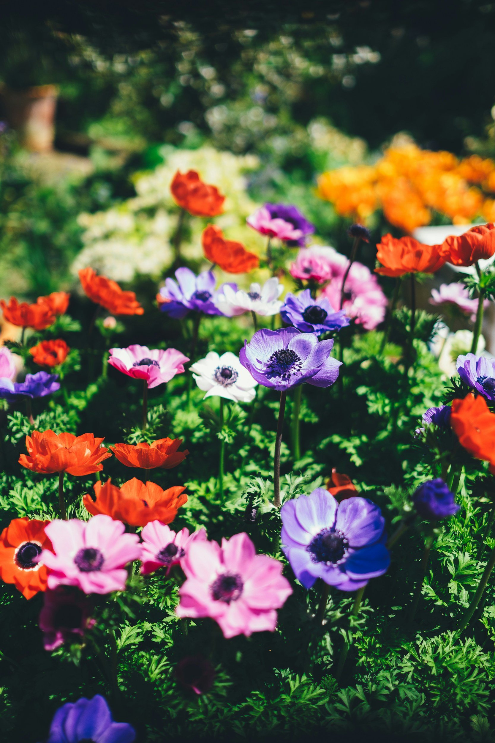 Colorful garden with purple, pink, orange, red, and white flowers, dense green foliage, and a blurred background.