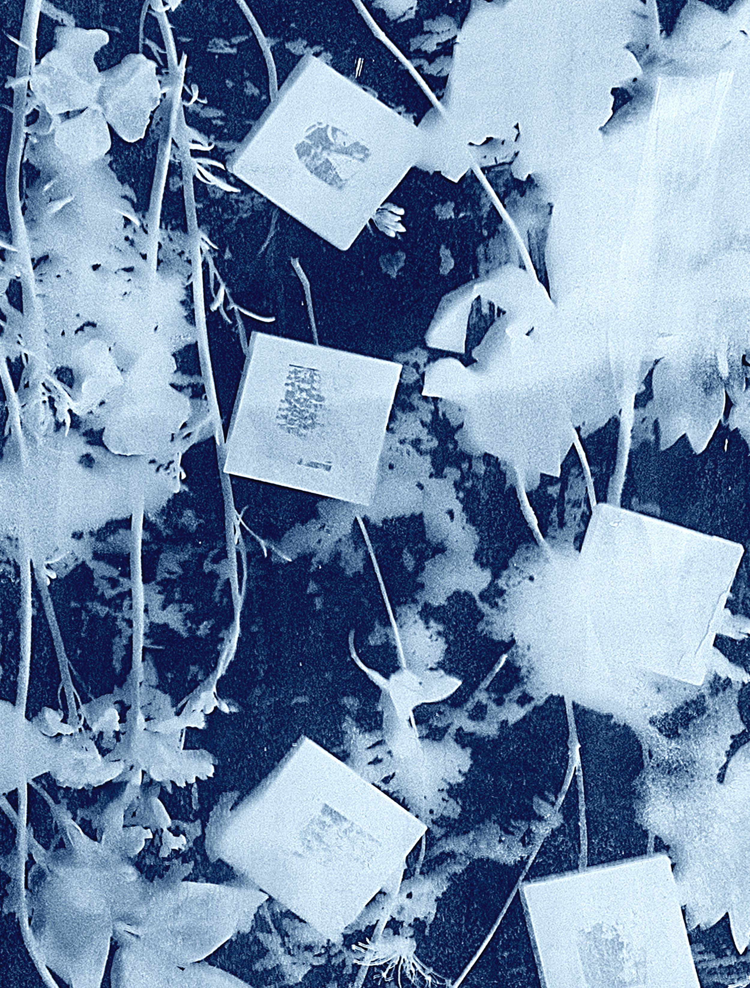 1cyanotype_final_1_detail.png