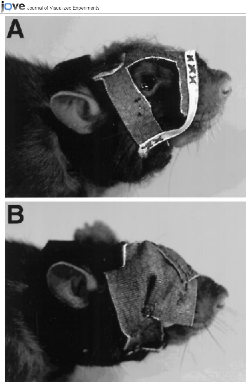 Masks-A-and-blindfolds-B-Both-kinds-of-headwear-are-fixed-to-a-rats-head-by.png