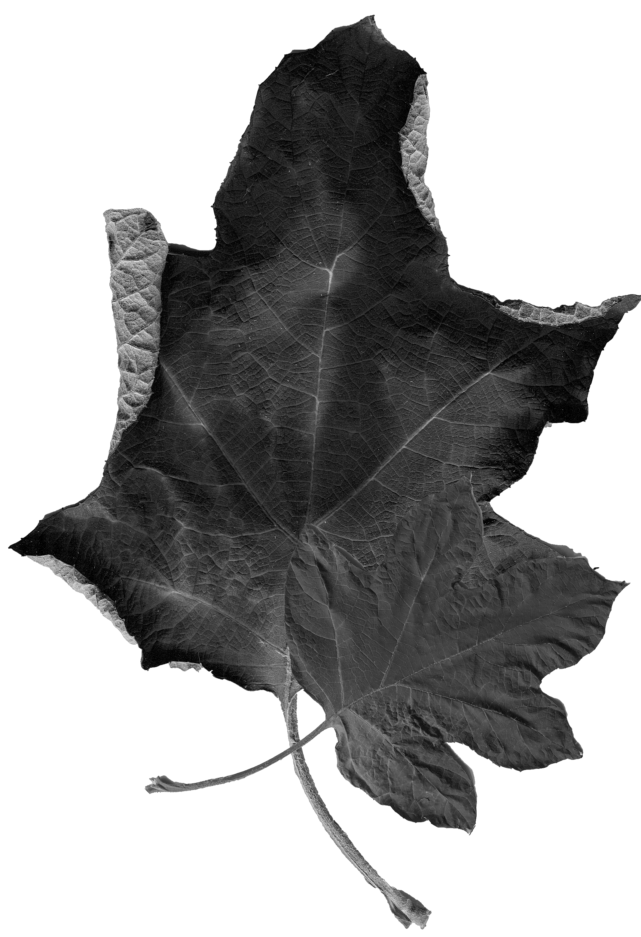 Black and white image of a fallen leaf with detailed textures, on a dark background.