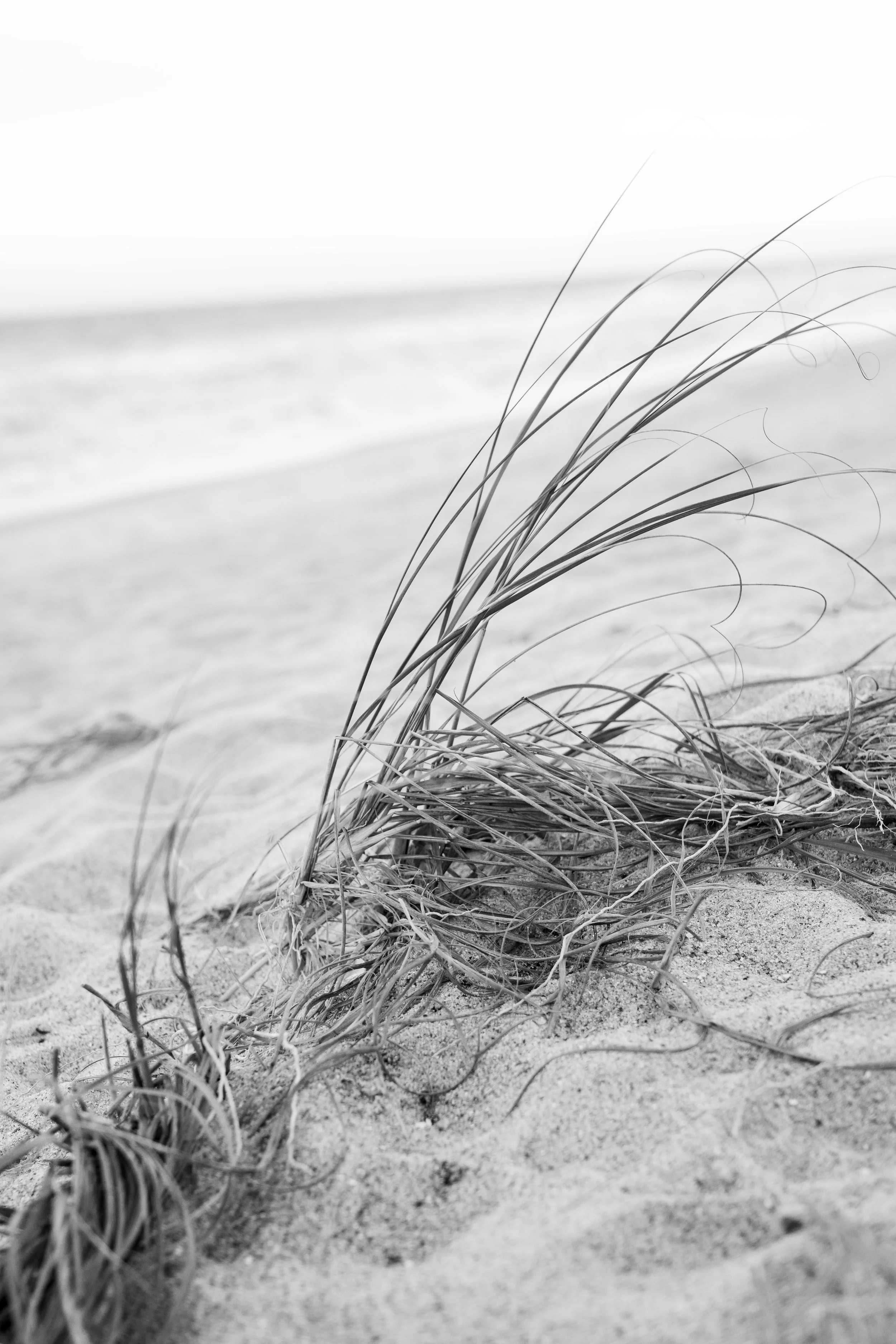 Close-up of dried grass on sandy beach with ocean in the background, black and white photography.