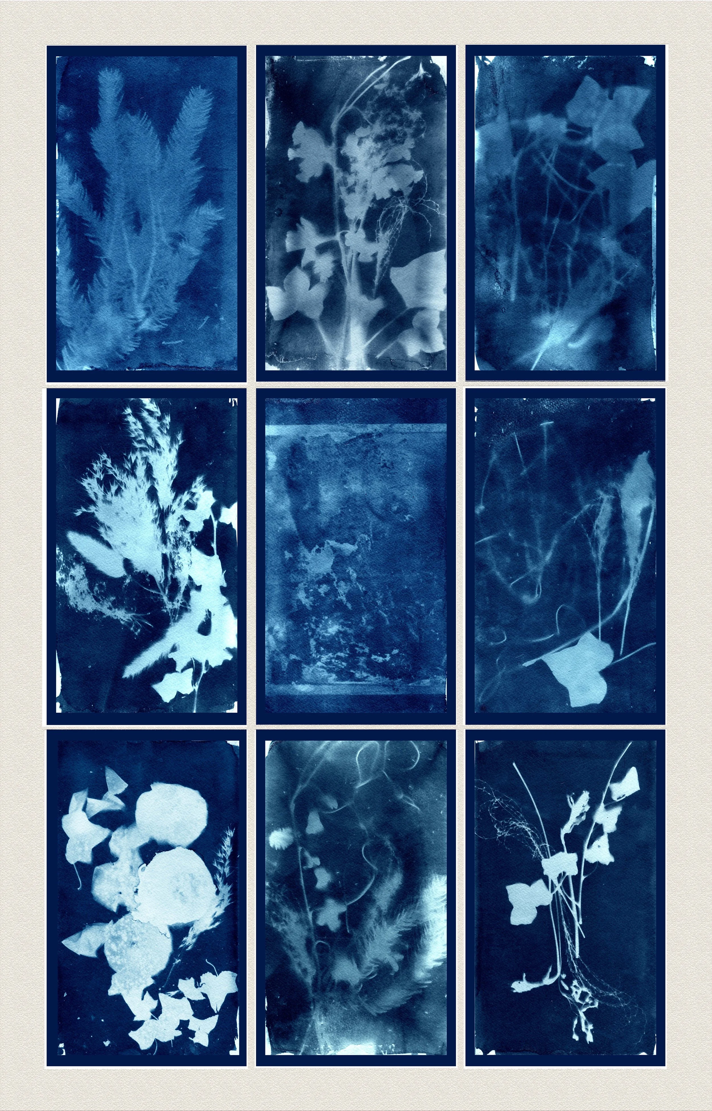 French Dispatch, Typology of 9 Cyanotypes on Watercolor paper, 24''x37''