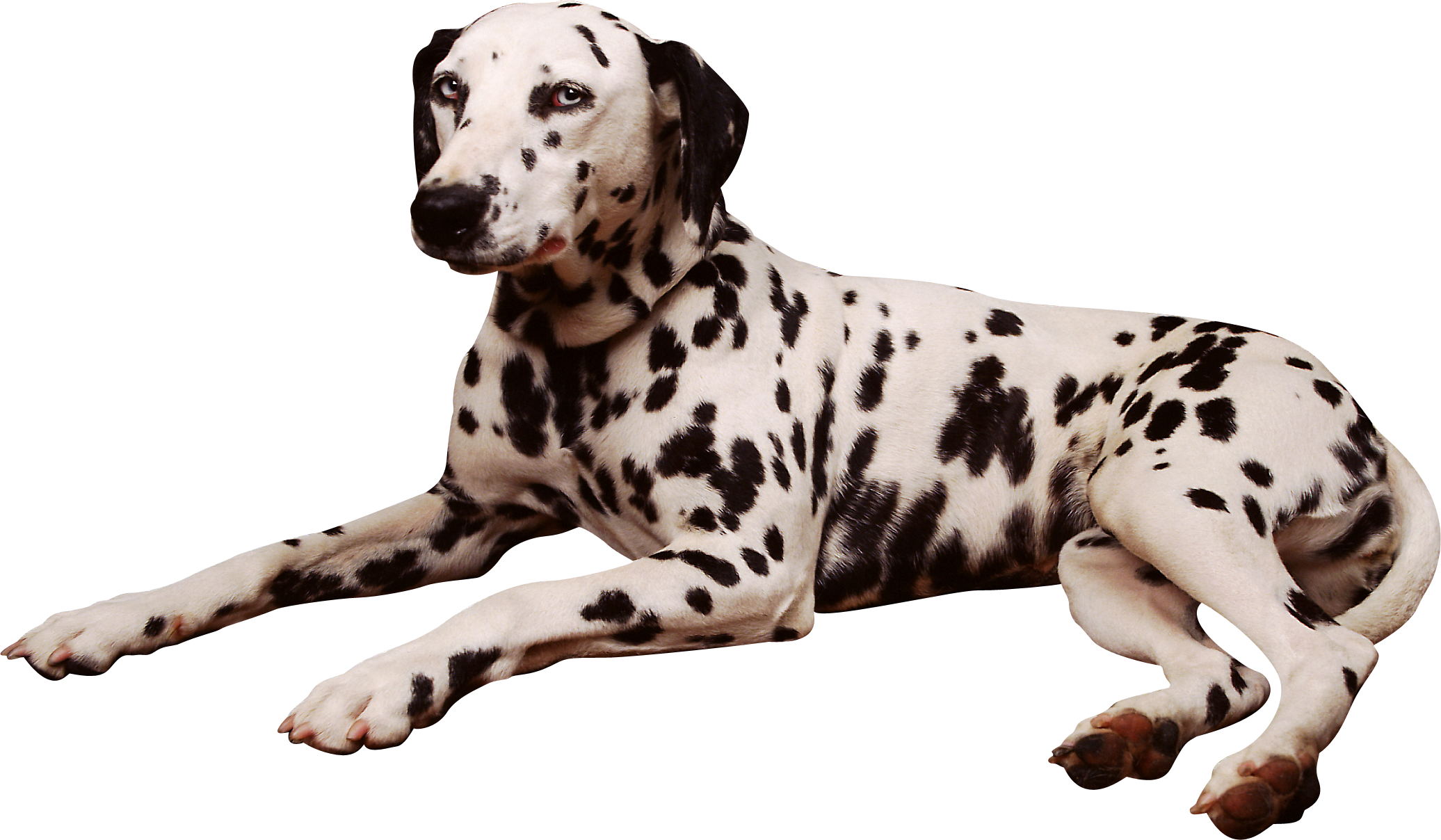 Photo of a Dalmation laying down