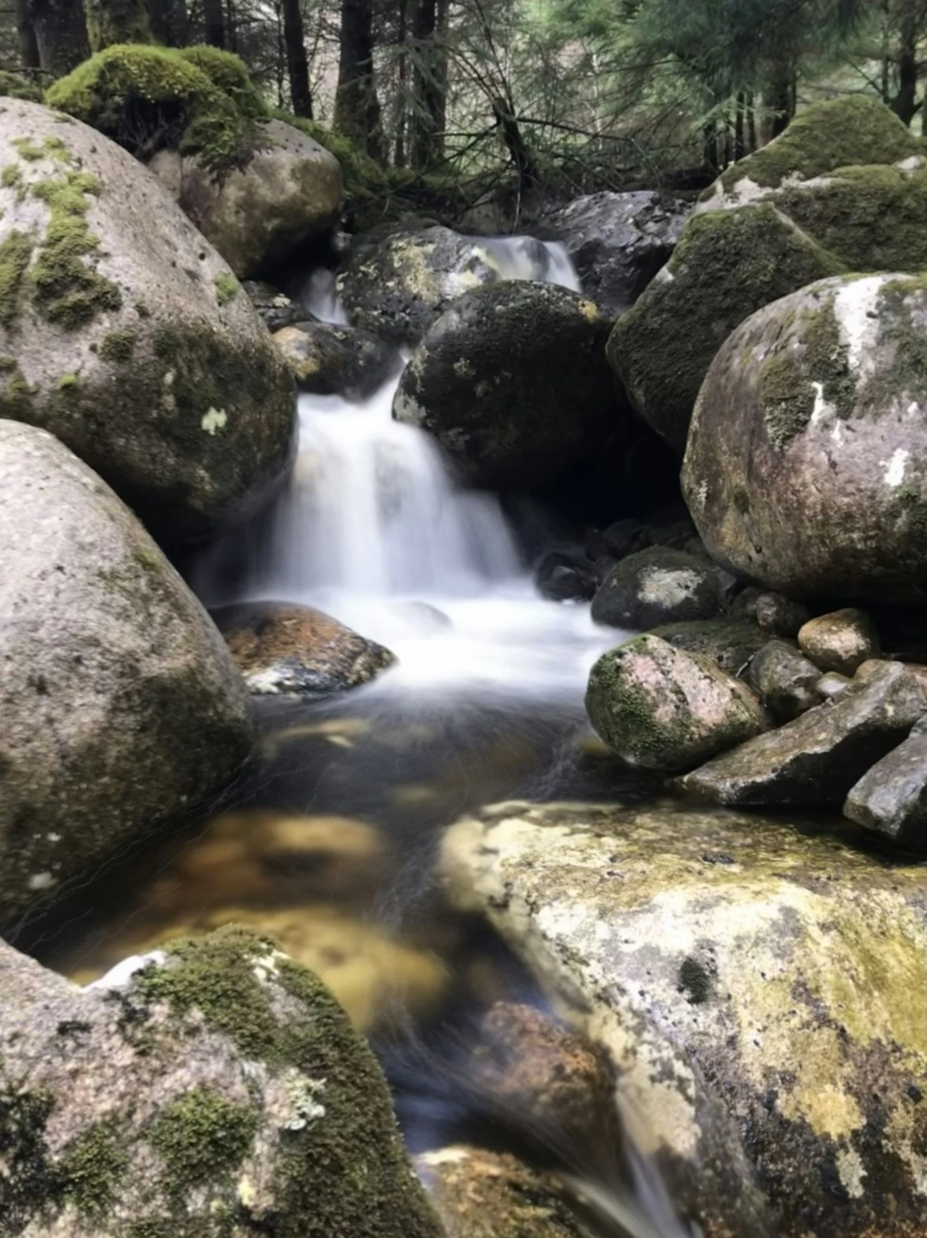 A small mountain stream flowing over moss-covered rocks in a forest.