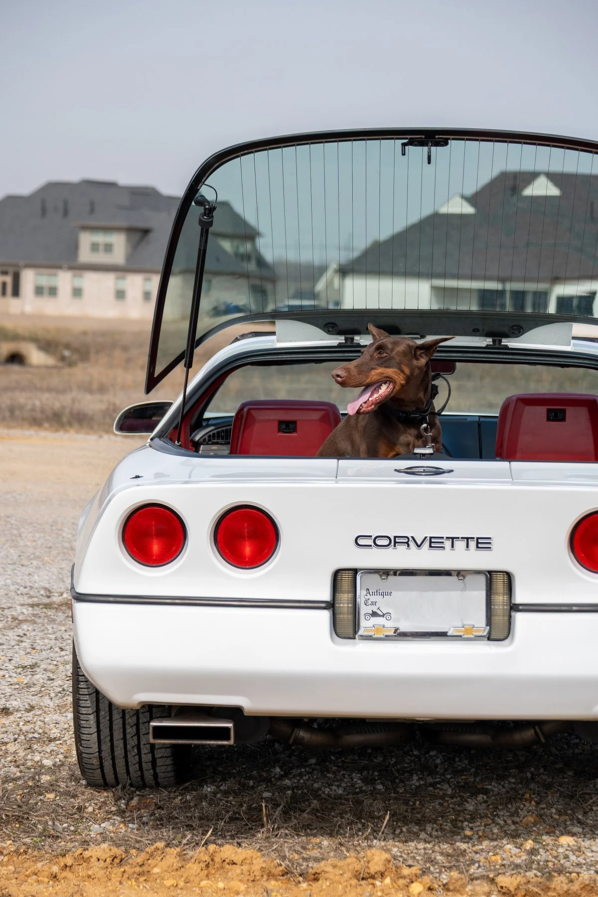 A brown dog sitting in the trunk of a white Chevrolet Corvette with its roof open, in a suburban area with houses in the background.