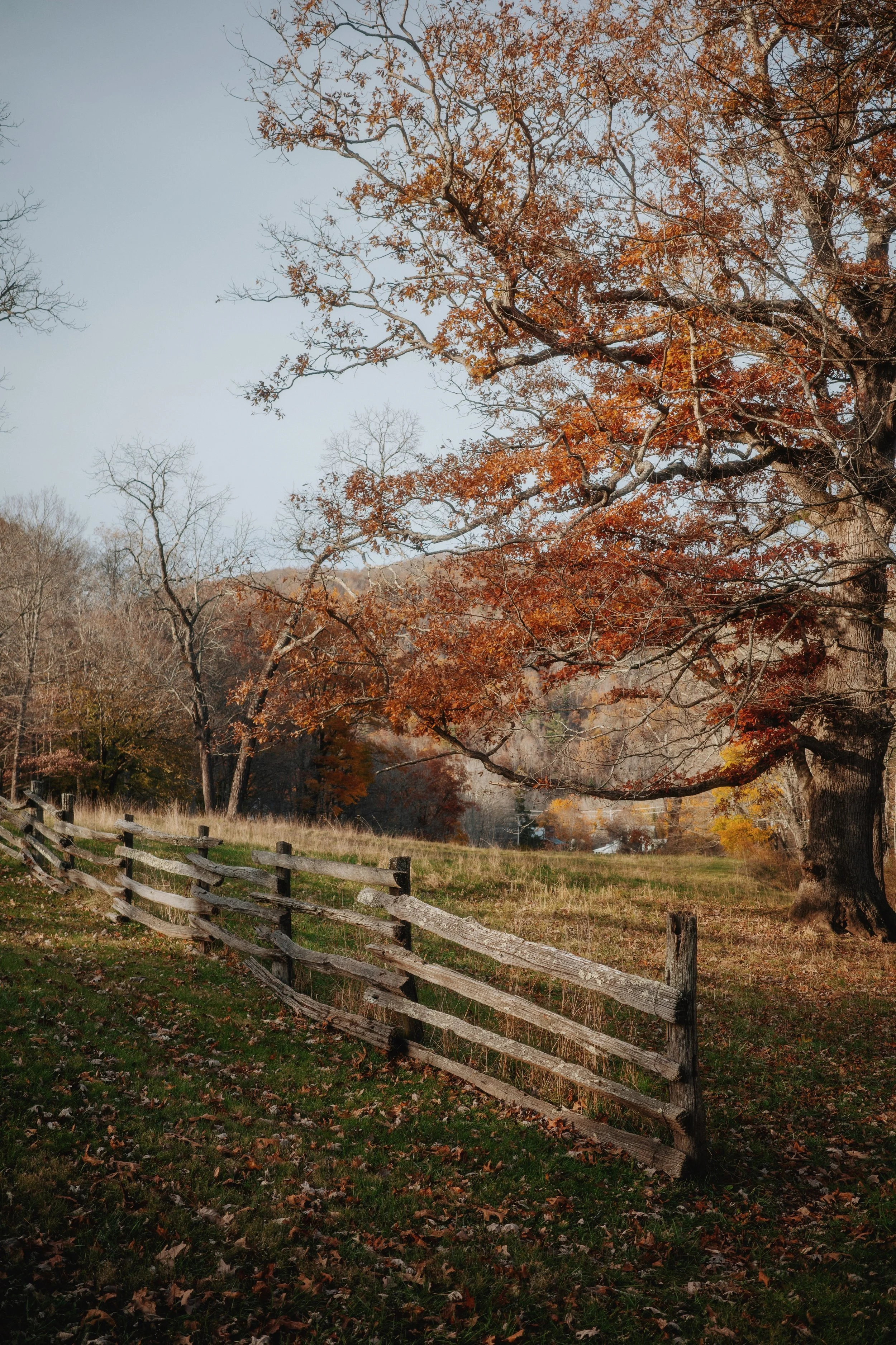 R0000903_Troddenvale (2).JPG