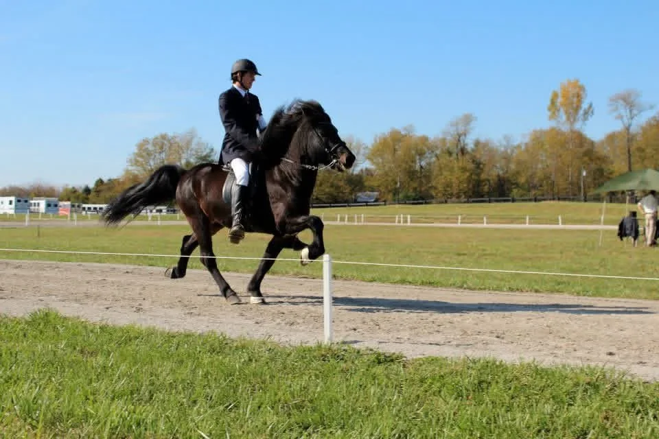 A person riding a black horse on a dirt track in an open field, with trees in the background and clear blue skies.