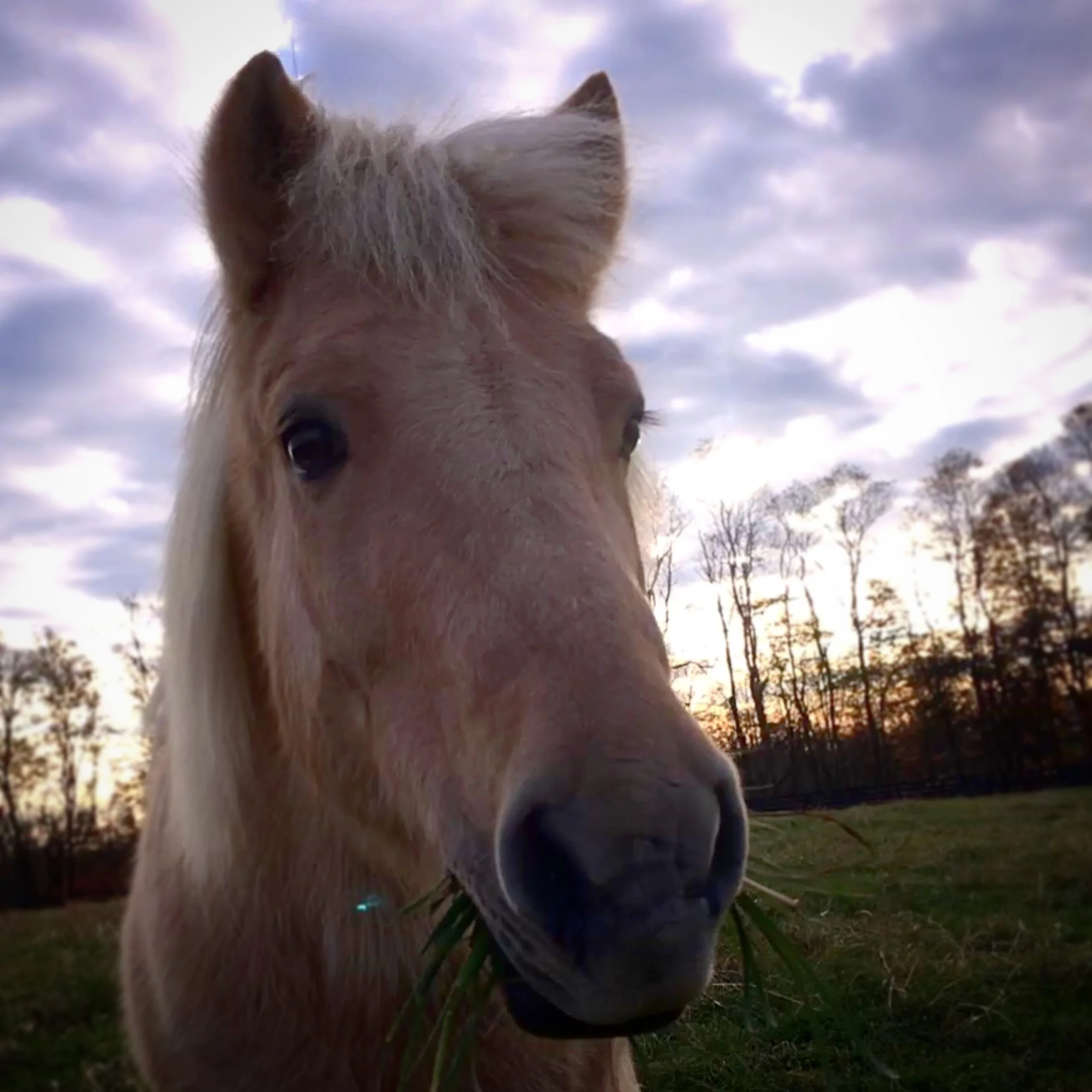 Close-up of a light-colored horse with a few blades of grass in its mouth, standing in a field during sunset or sunrise with a cloudy sky and leafless trees in the background.